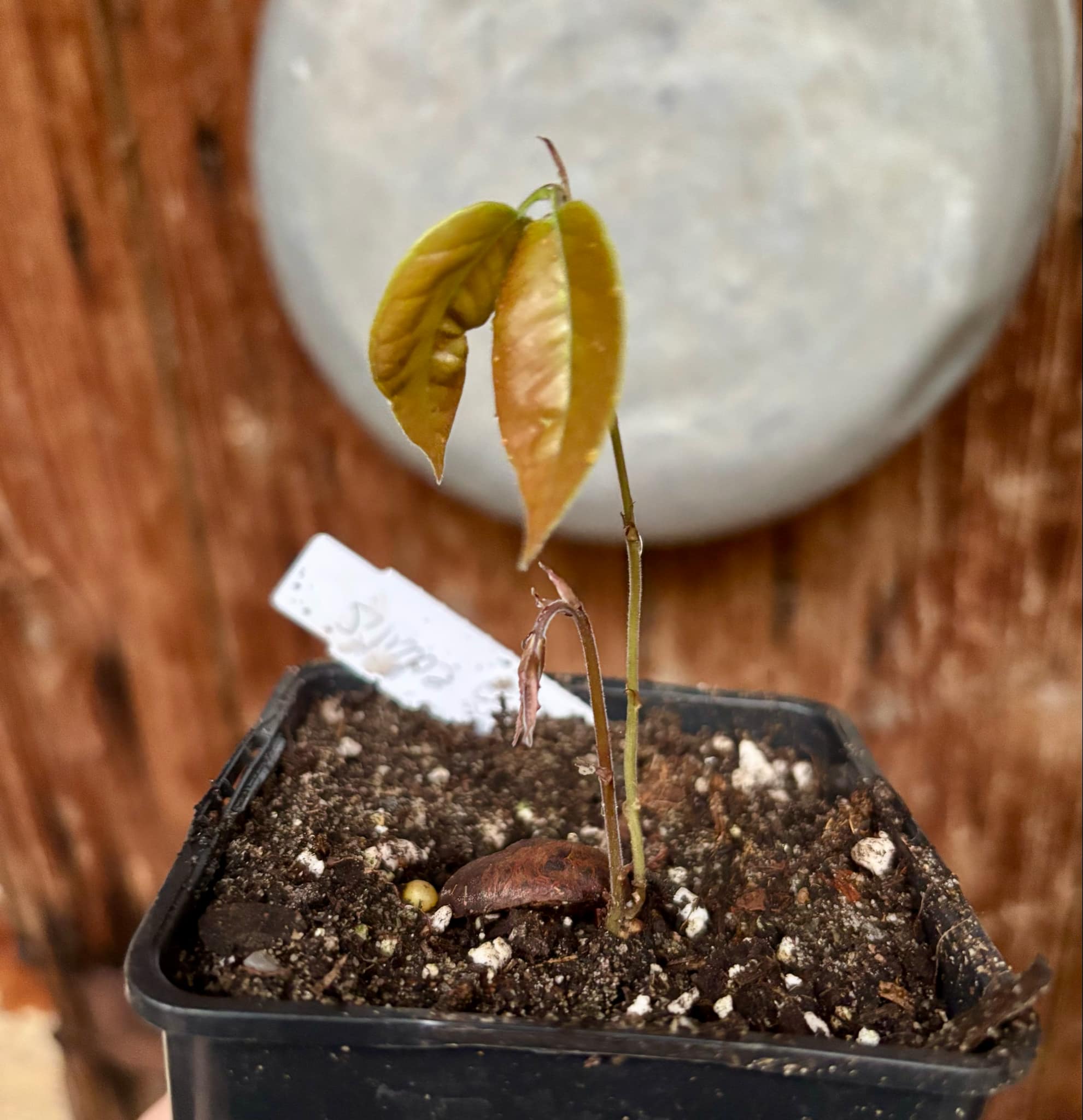 Plinia edulis - 1 small potted seedling / 1 kleiner, getopfter Sämling