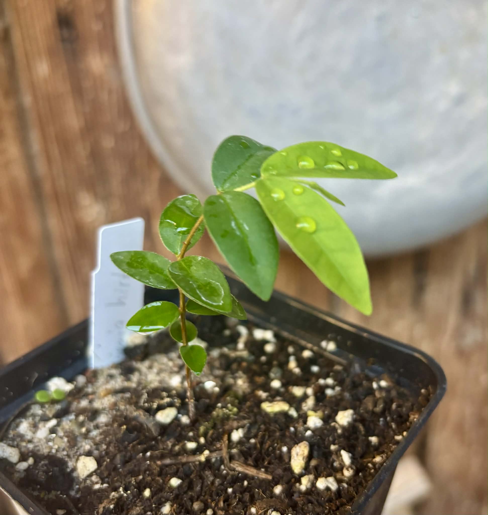 Eugenia hirta - 1 potted seedling/ 1 getopfter Sämling