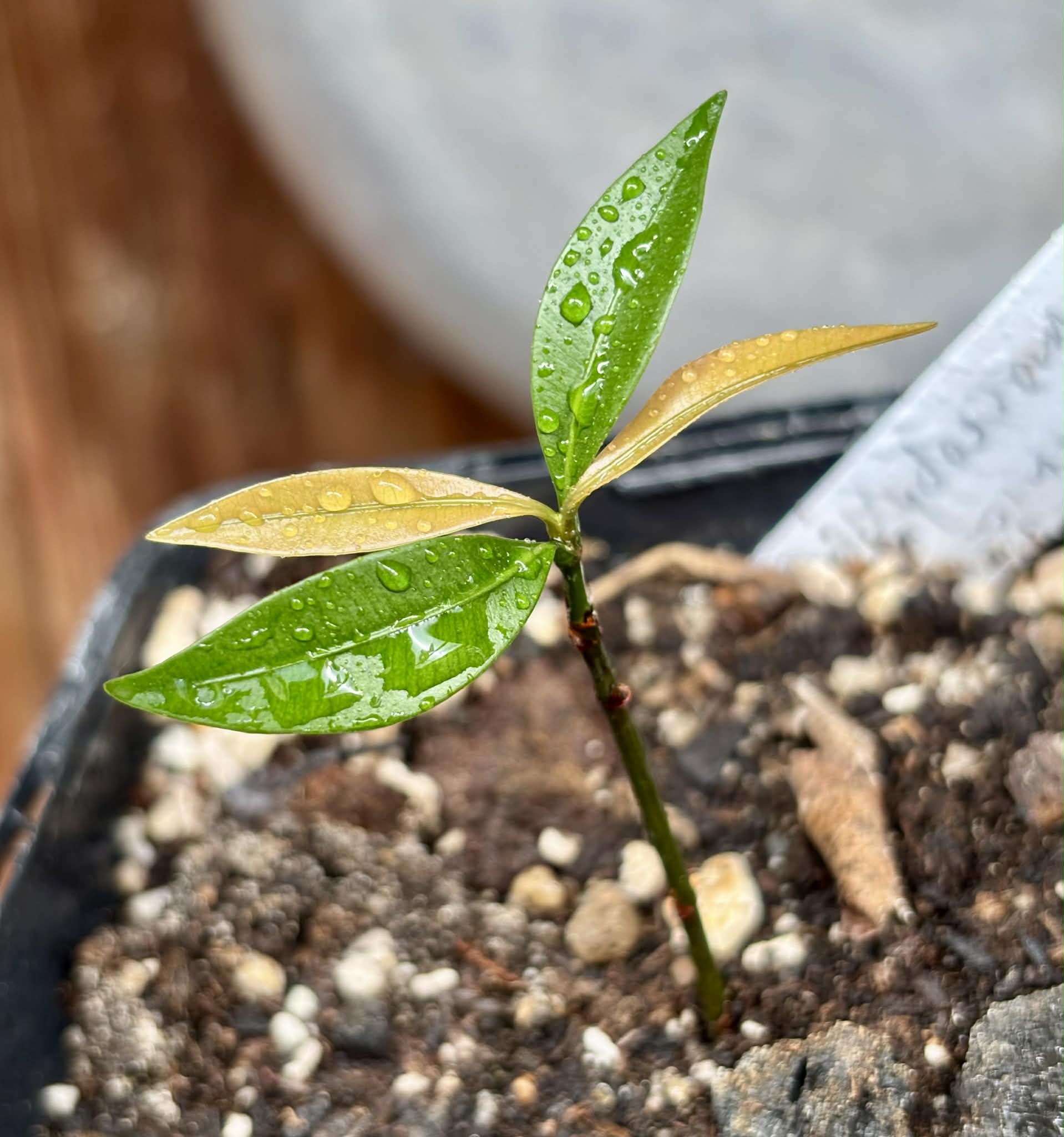 Garcinia macrophylla - 1 potted seedling / 1 getopfter Sämling