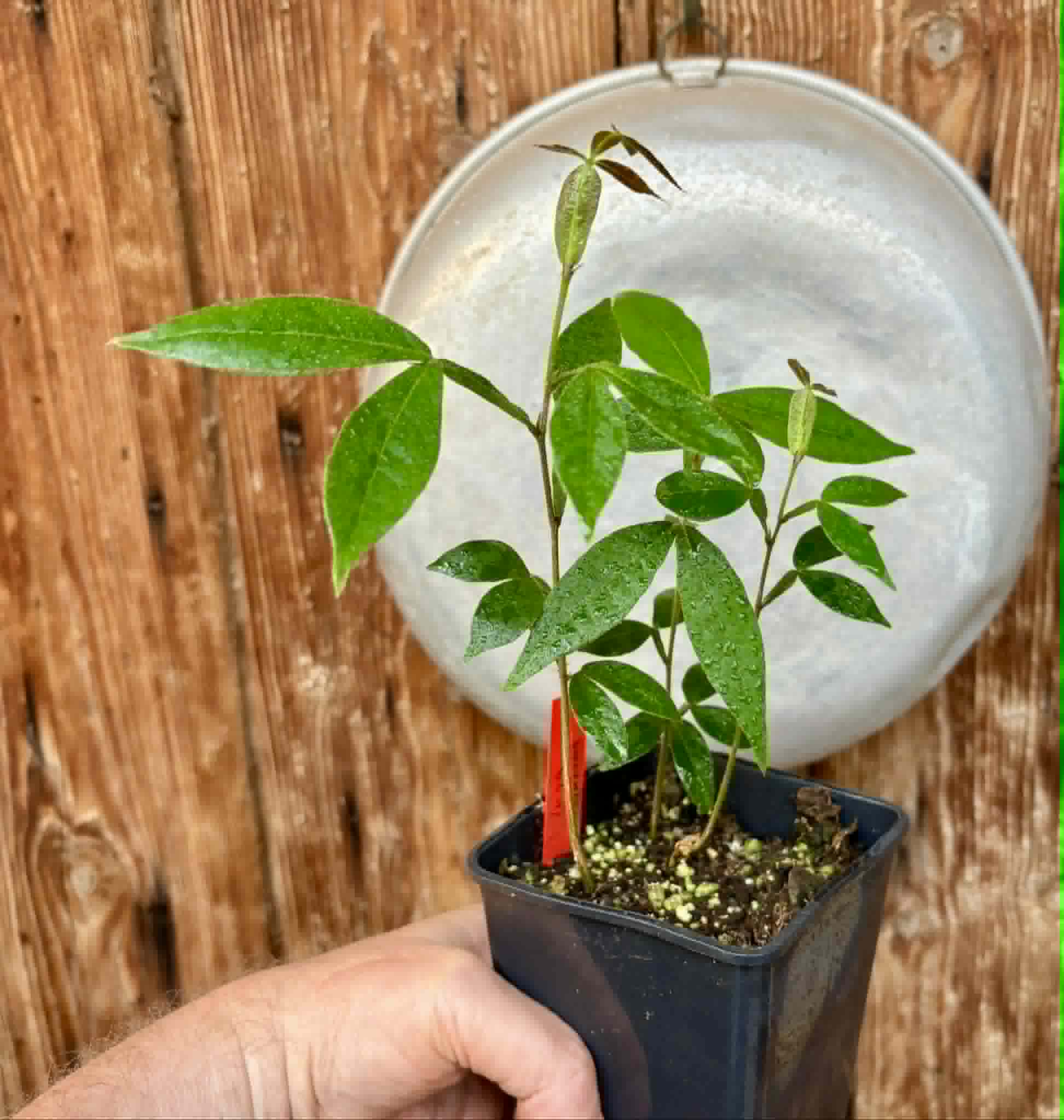 3 in 1 pot - Inga velutina  - 3 seedlings in one pot / 3 Sämlinge in einem Topf