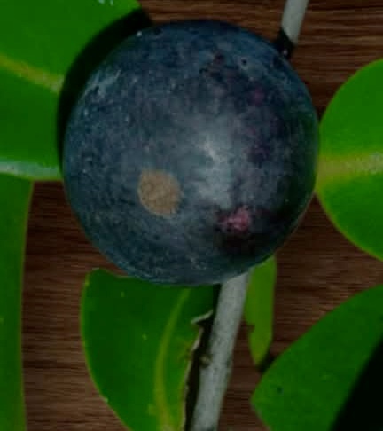 Myrciaria aff plinioides-  1 potted seedling / 1 getopfter Sämling