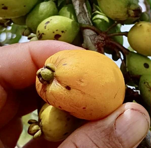 Eugenia sp amarela de Rondonia - 1 fresh seed / 1 frischer Samen