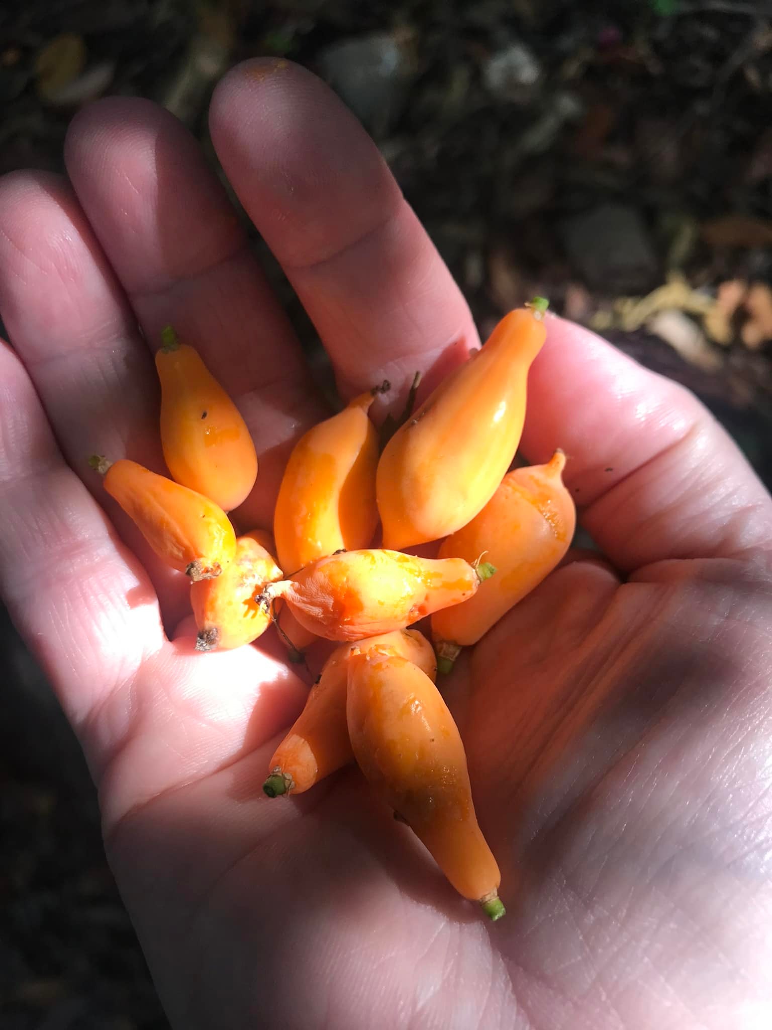 Oakleaf Papaya (Carica querzifolia) -  1 potted plant / 1 getopfte Pflanze