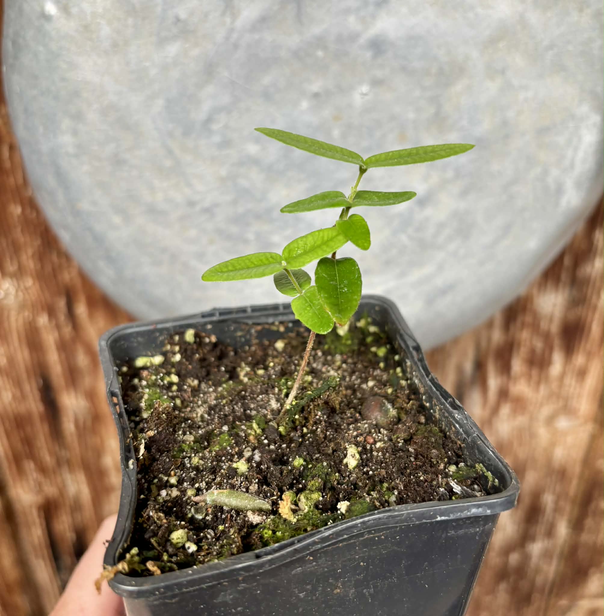 Myrciaria caerulescens (Roxa - Blue Guaquiea) - 1 potted seedling / 1 getopfter Sämling
