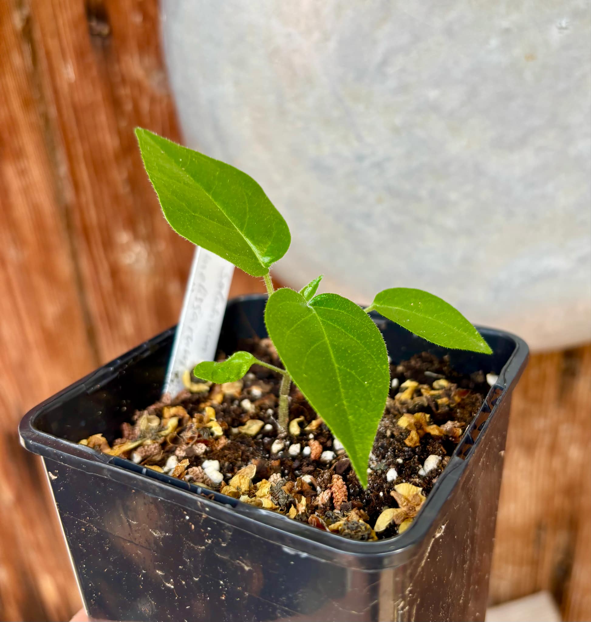 Tomatao Verde do Mato (Solanum melissarum) - 1 small potted seedling / 1 kleiner, getopfter Sämling