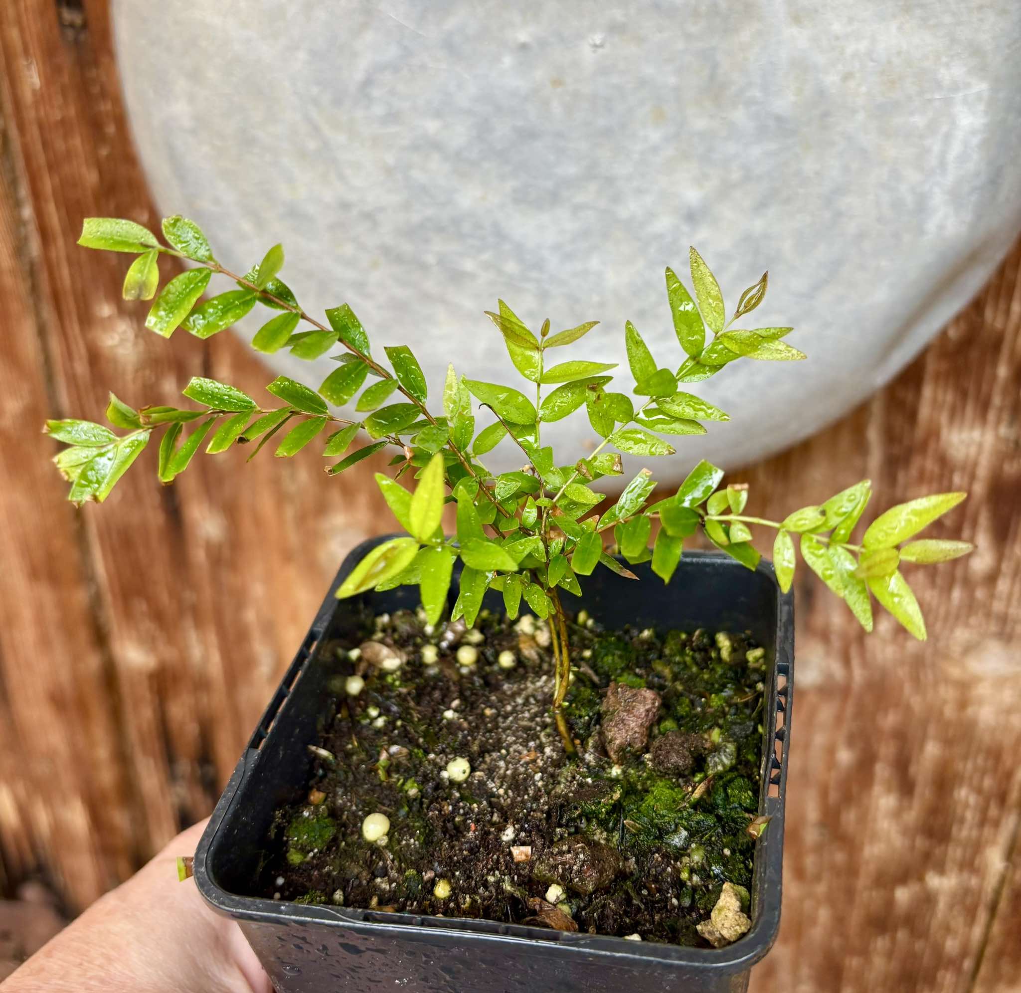 Myrciaria delicatula - potted plant / getopfte Pflanze