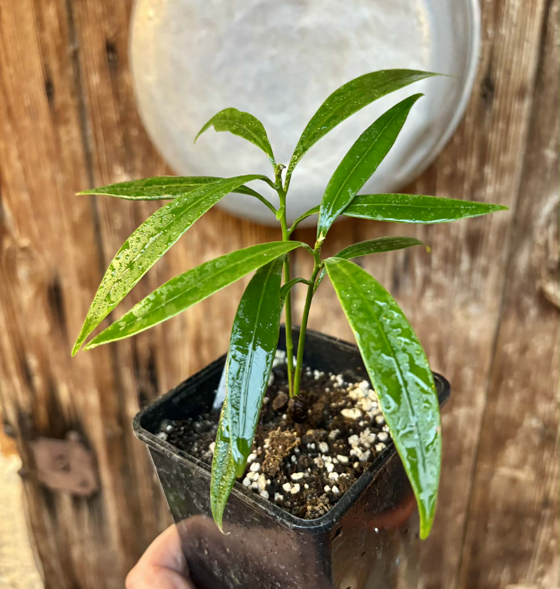 Pouteria macahensis - 1 potted seedling / 1 getopfter Sämling