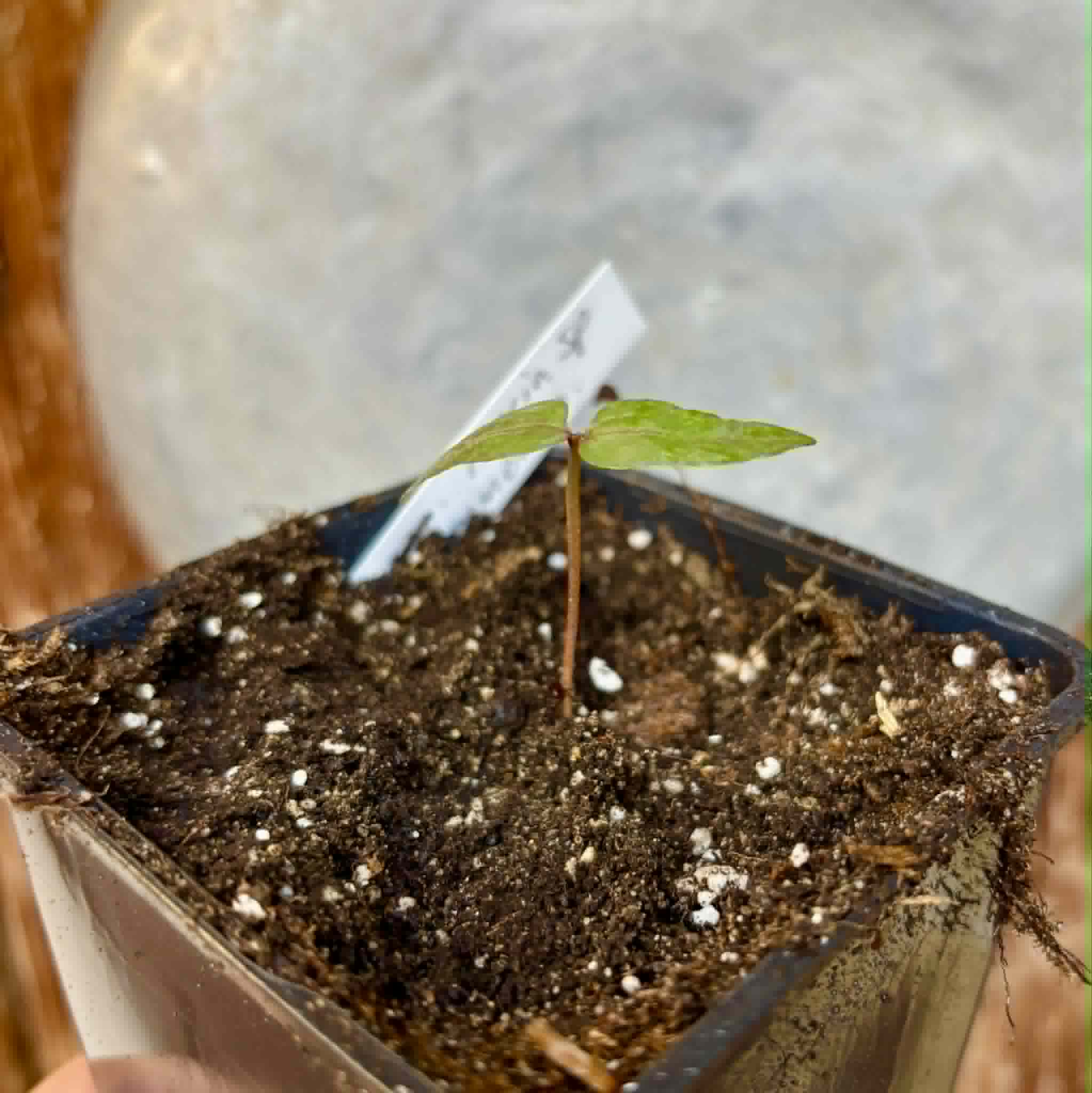 Myrcia sp Pernambuco - 1 potted seedling / 1 getopfter Sämling