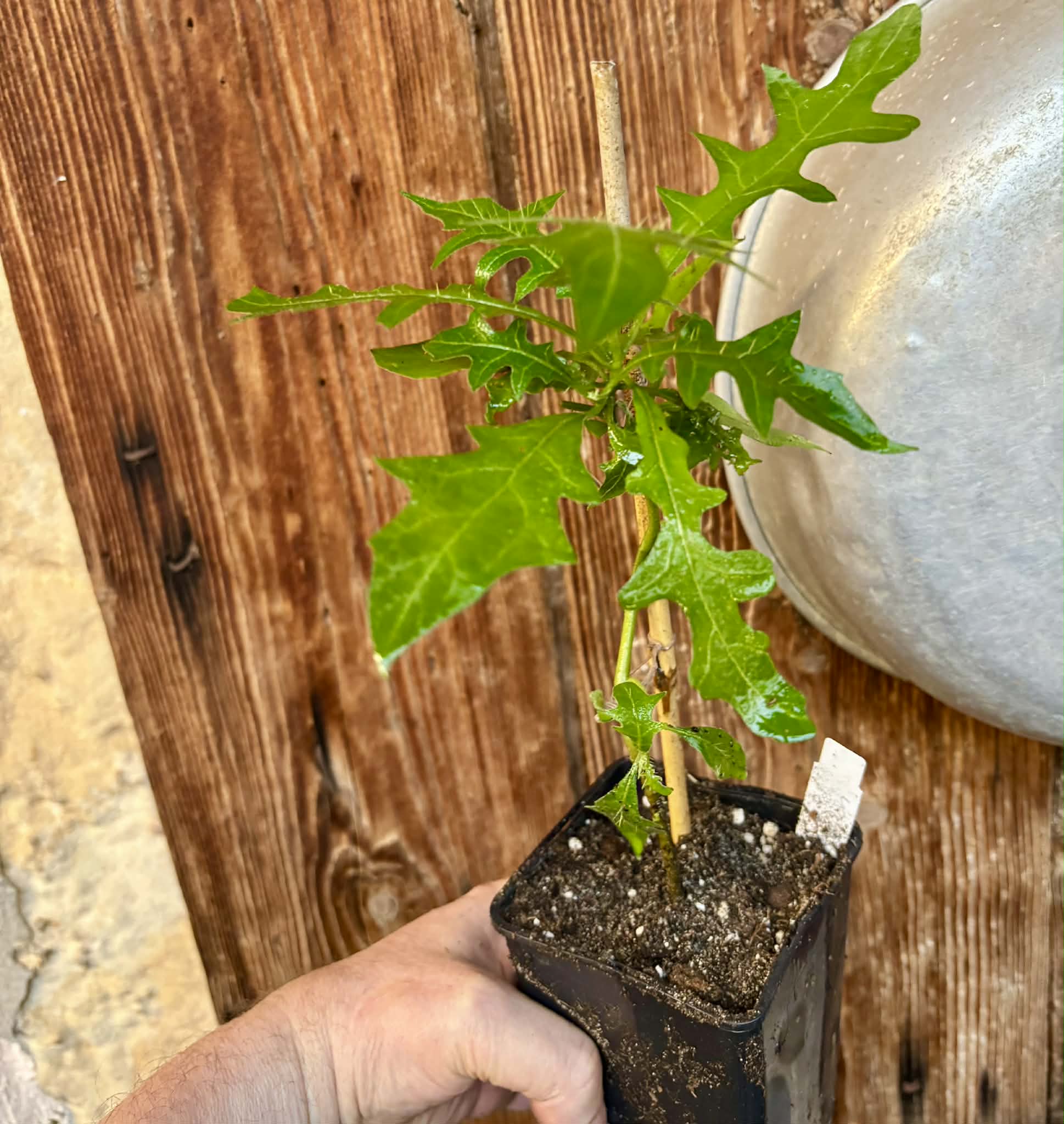 Juá do Jequitinhonha (Solanum schizandrum) - 1 potted seedling / 1 getopfter Sämling