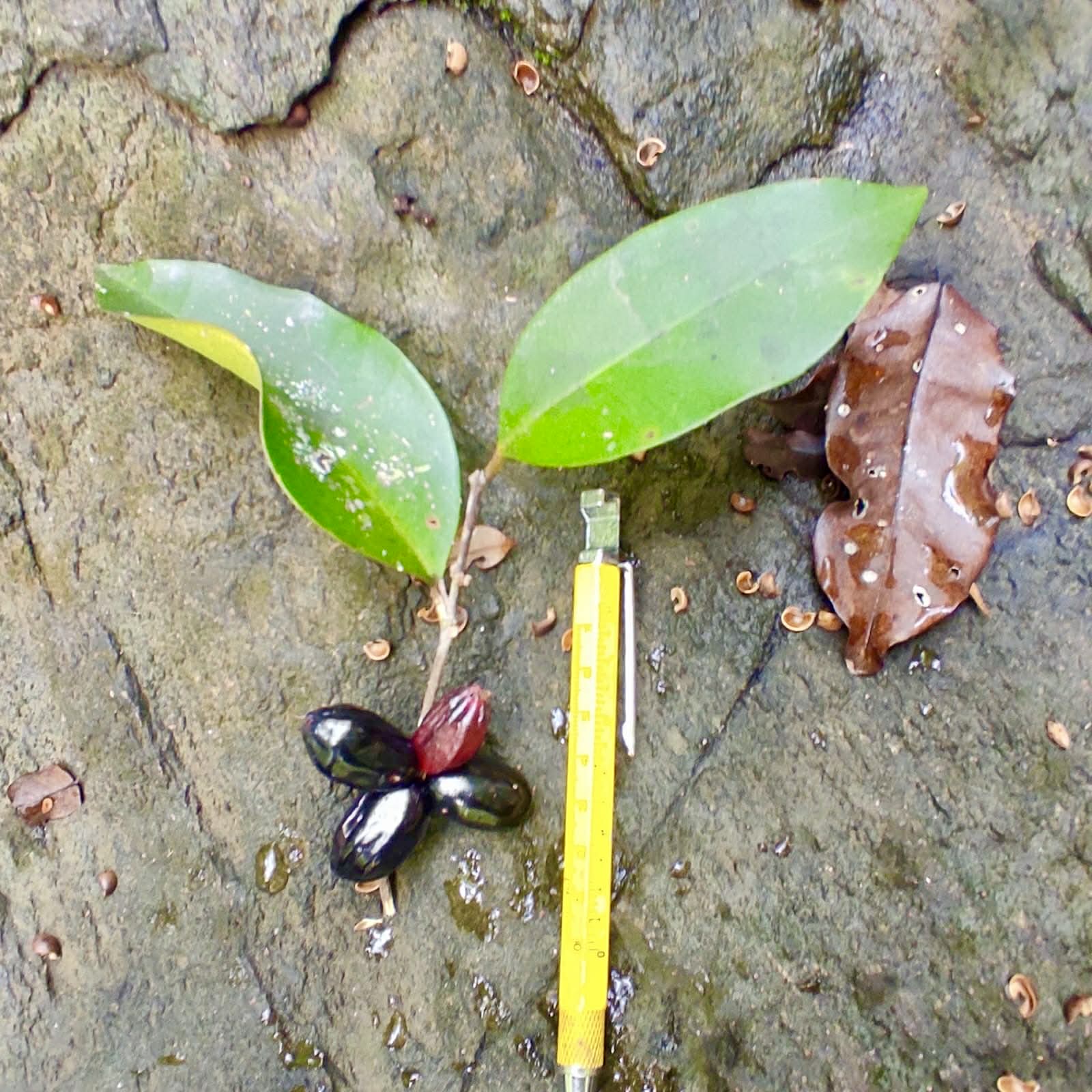 Pre Order - Eugenia sp Pitanguinha roxo escuro -  1 fresh seed / 1 frischer Samen