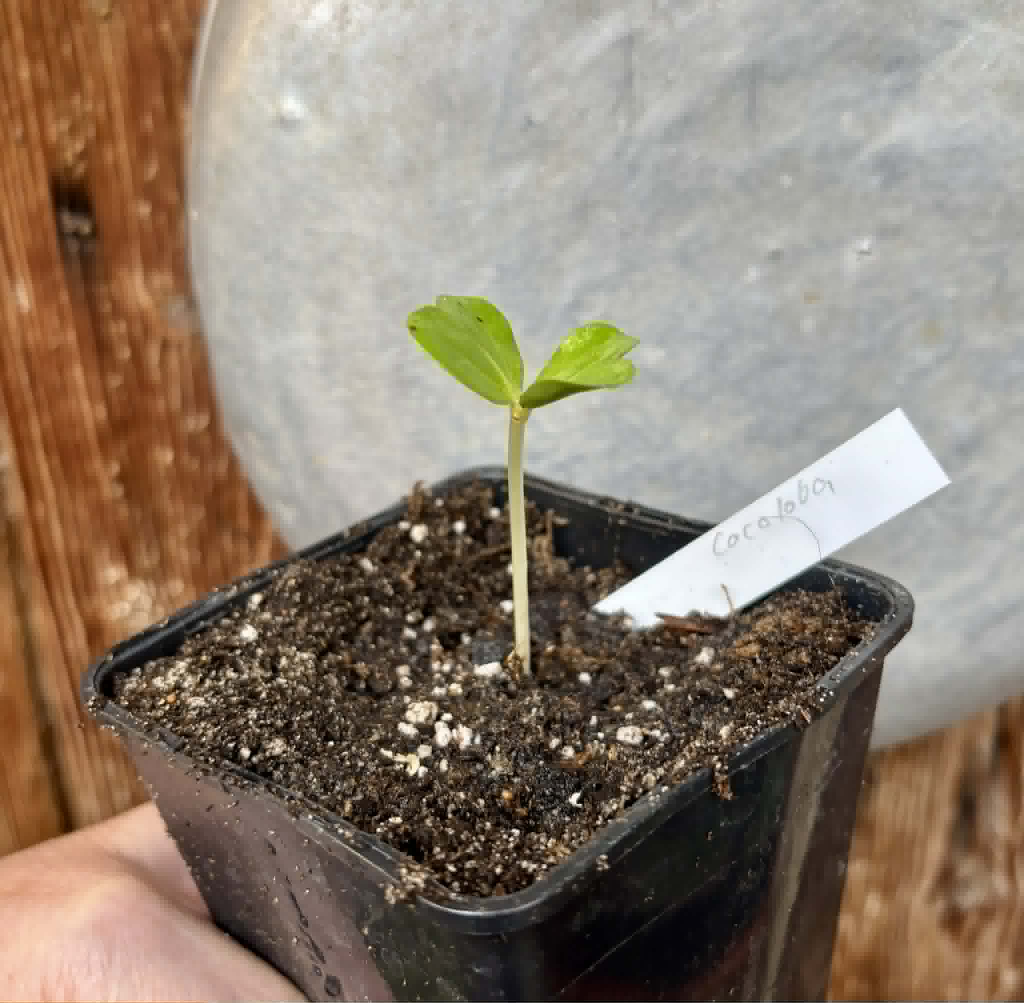 Sea Grape (Coccoloba uvifera)  -  1 potted seedling / 1 getopfter Sämling