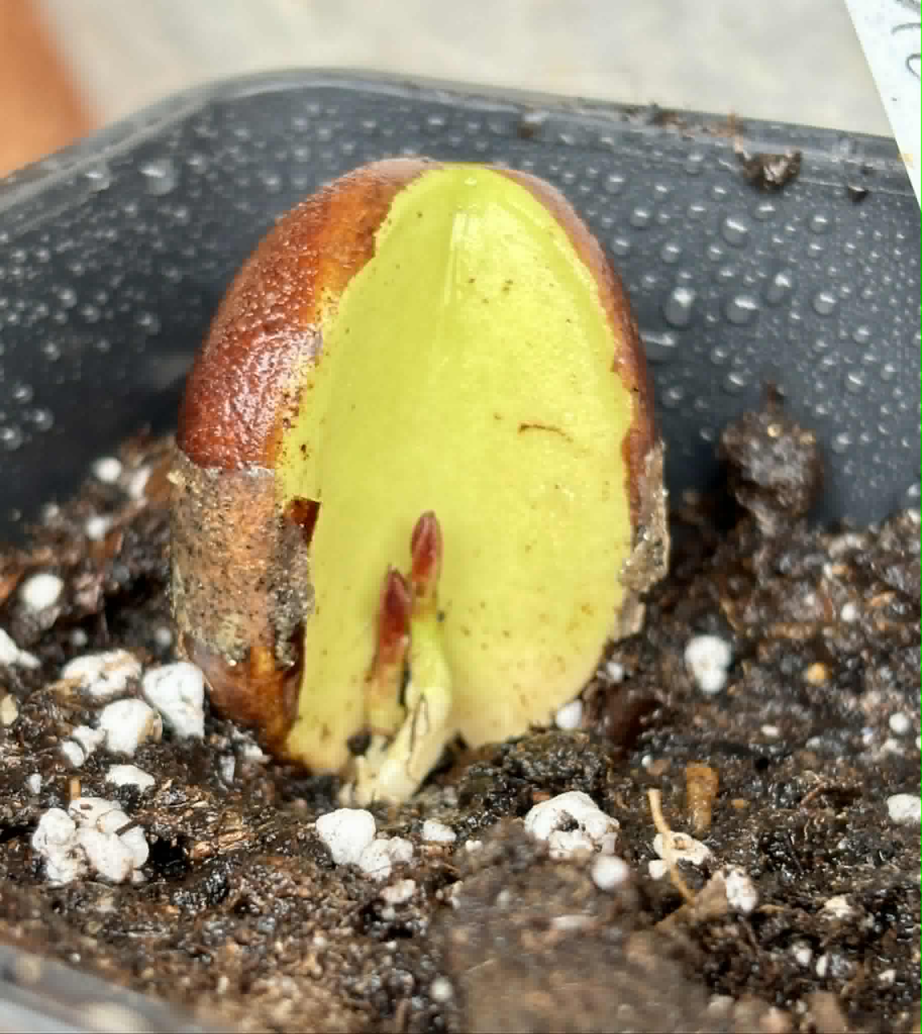 Plinia longiacuminata RED  -  1 potted seedling / 1 getopfter Sämling