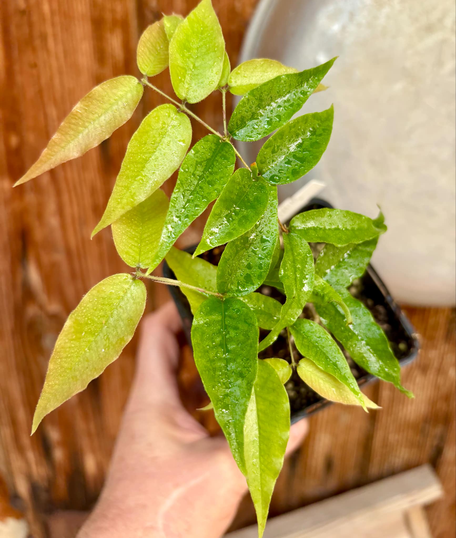 Jaboticaba - Plinia sp Rajada Cabo longo verde -  1 potted seedling / 1 getopfter Sämling