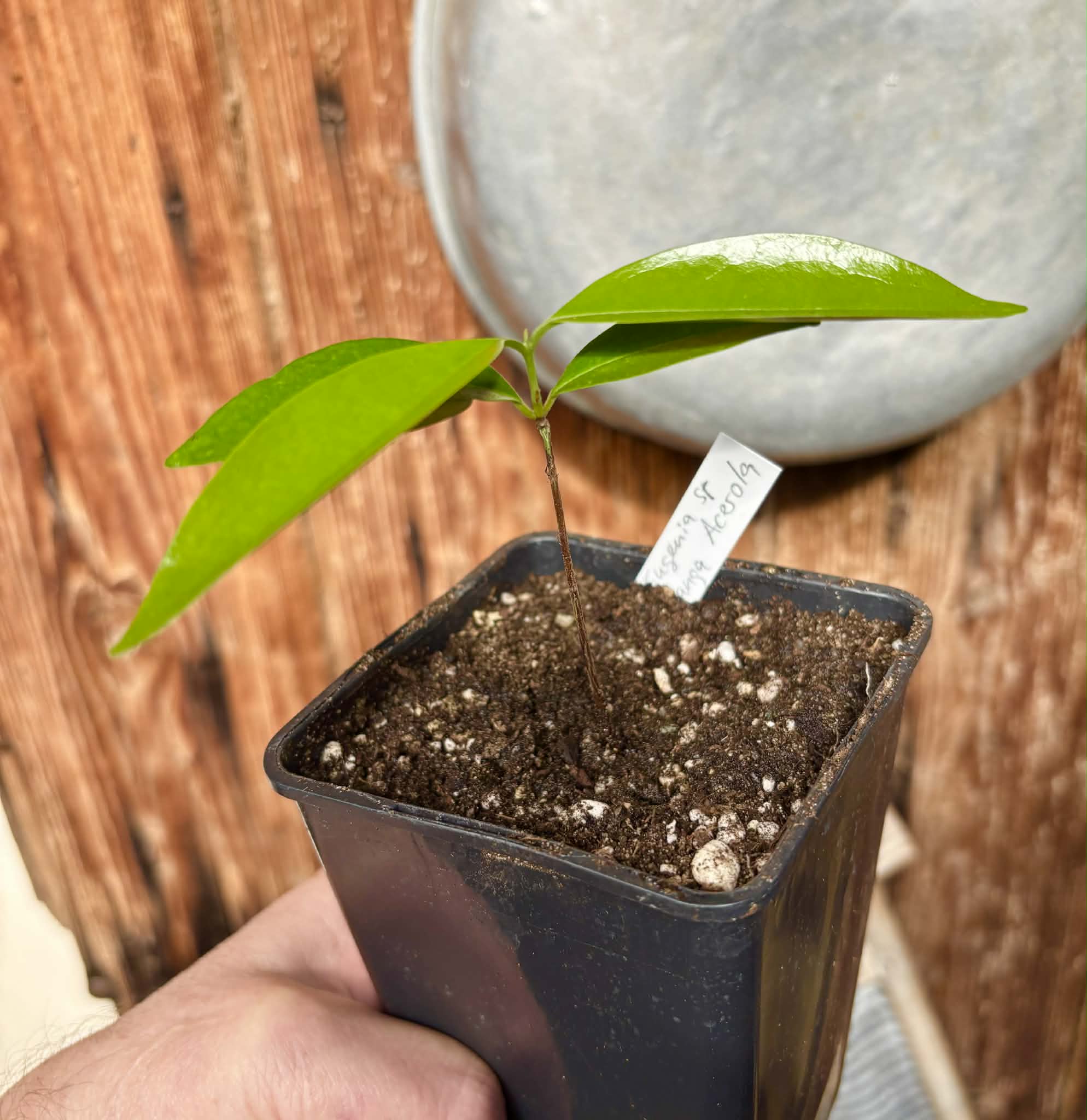 Eugenia sp Pitanga-Acerola - 1 potted plant / 1 getopfte Pflanze
