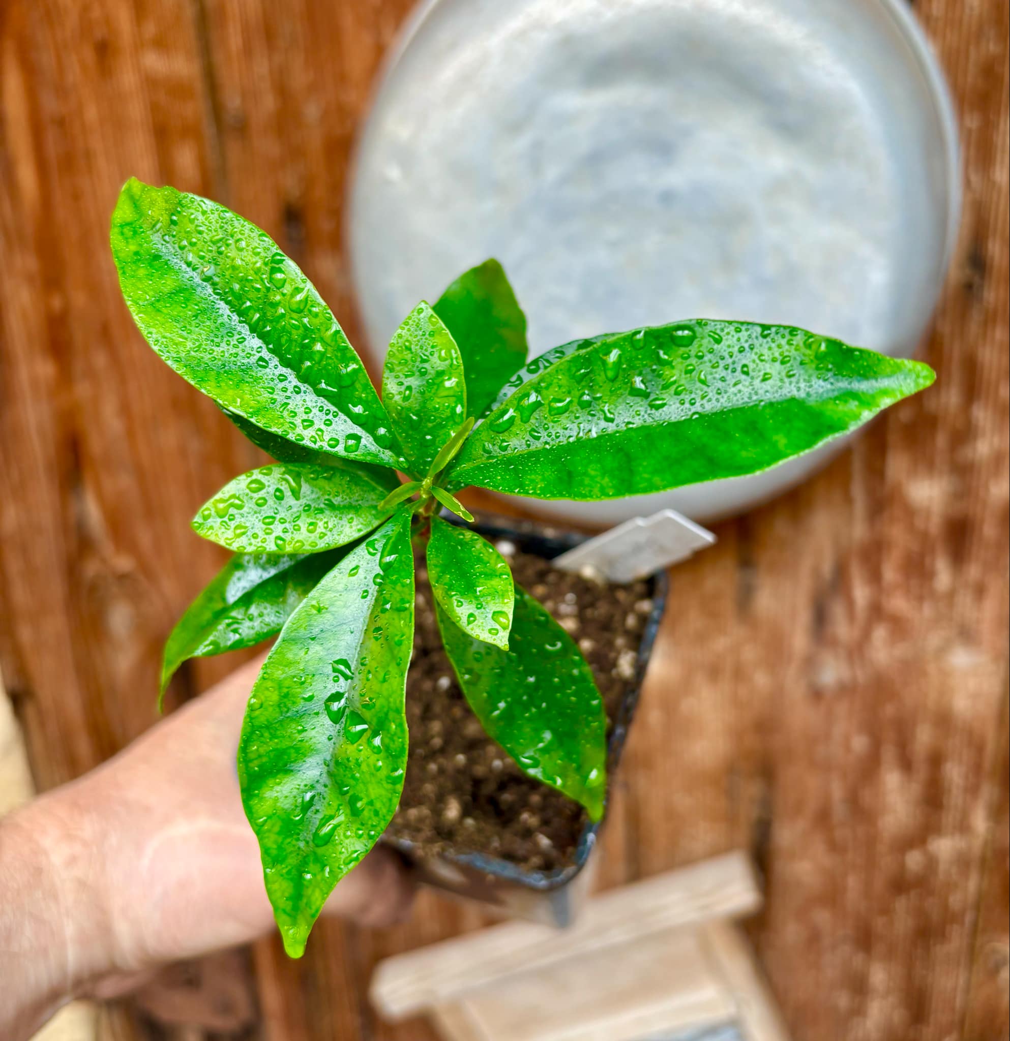 Eugenia flamingensis - 1 small potted seedling / 1 kleiner, getopfter Sämling