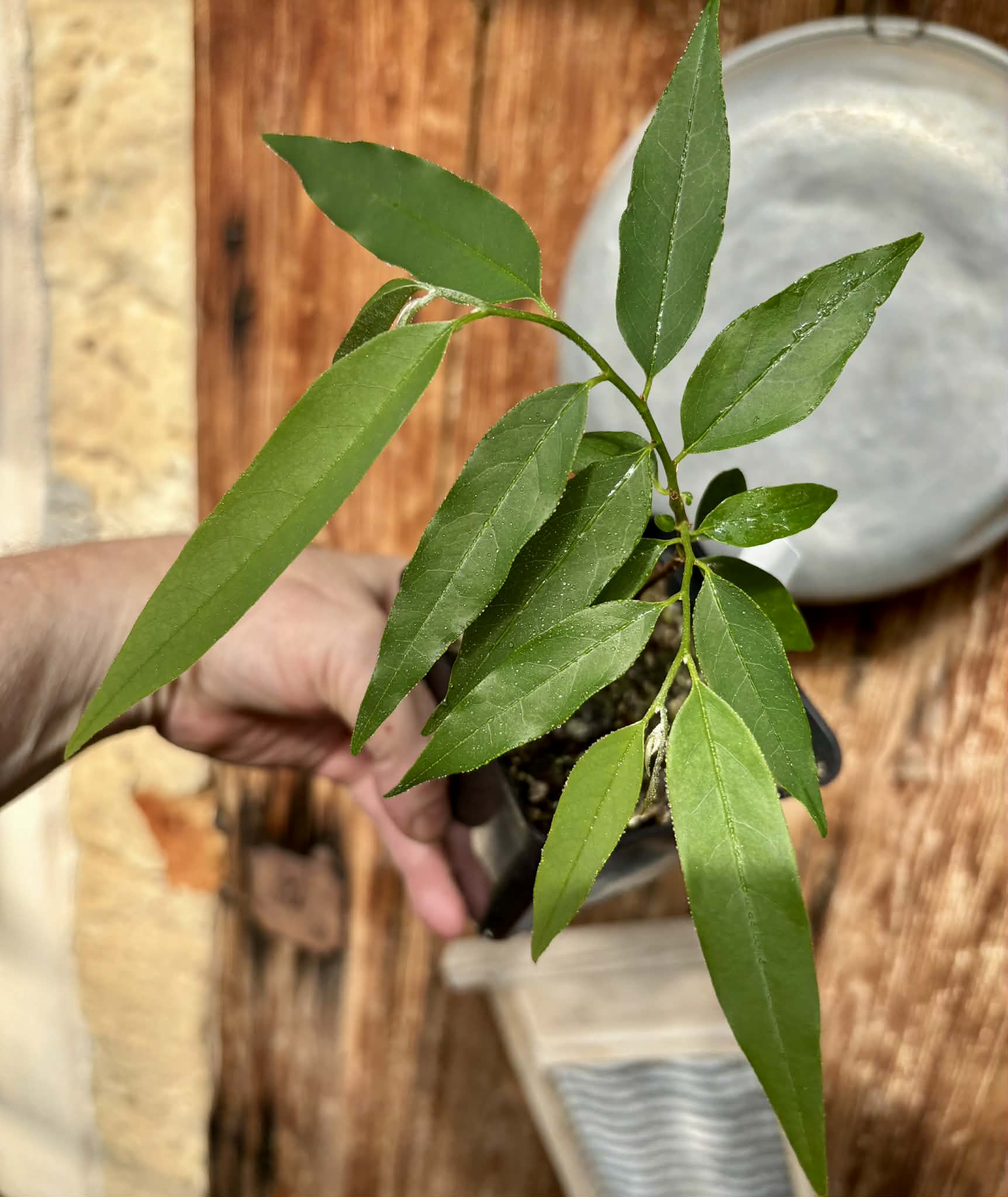 Annona exsucca - 1 potted plant / 1 getopfte Pflanze