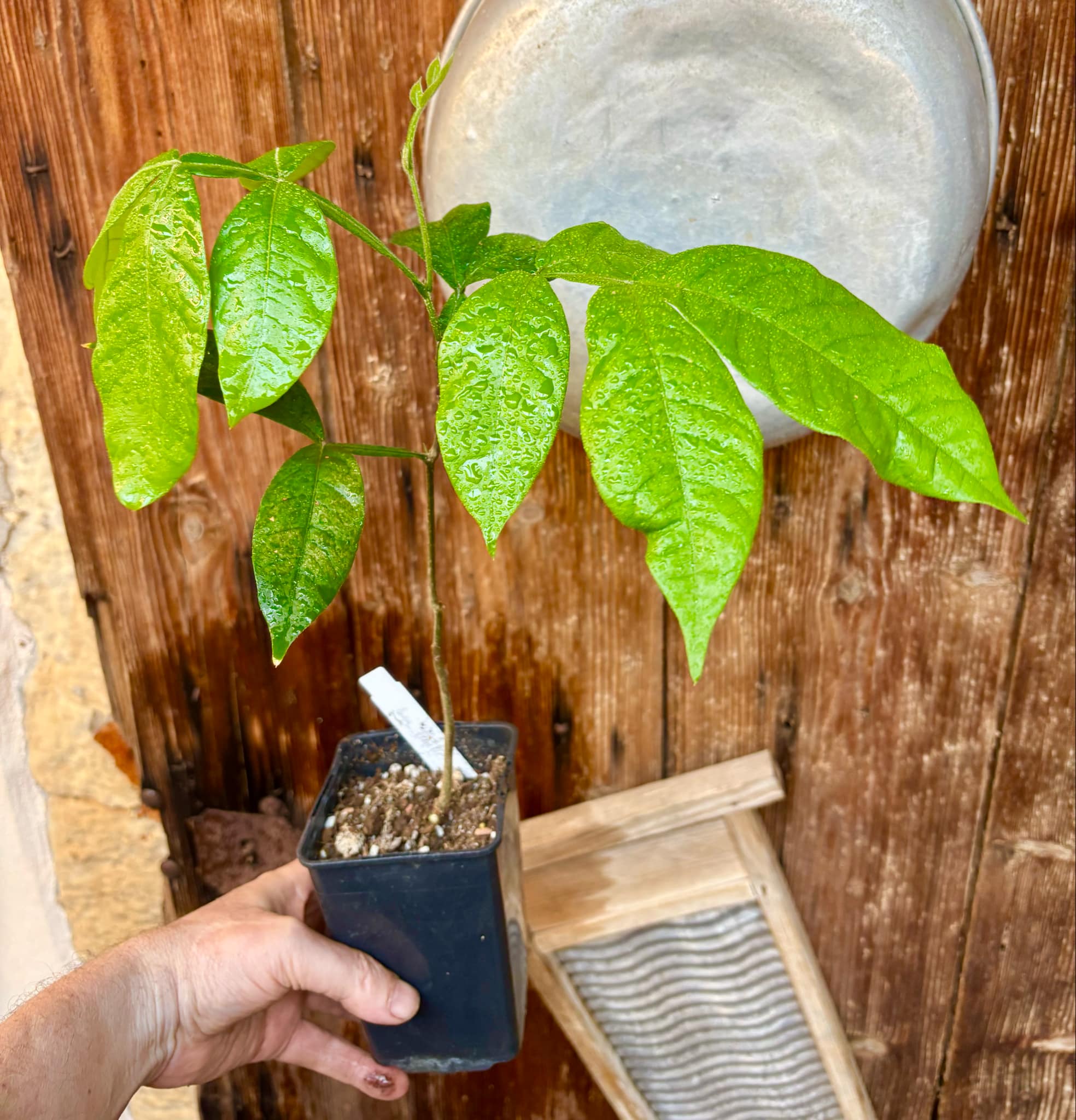 Inga feuilleei - Pacay Ice Cream Bean - 1 potted plant / 1 getopfte Pflanze Inga feuilleei - Pacay Ice Cream Bean - 1 potted plant / 1 getopfte Pflanze