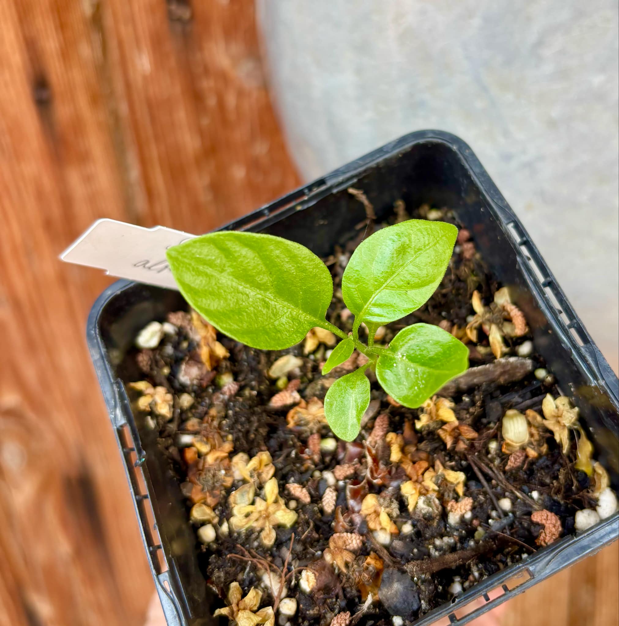Moonberry - Solanum alternatopinnatum - 1 small potted seedling / 1 kleiner, getopfter Sämling