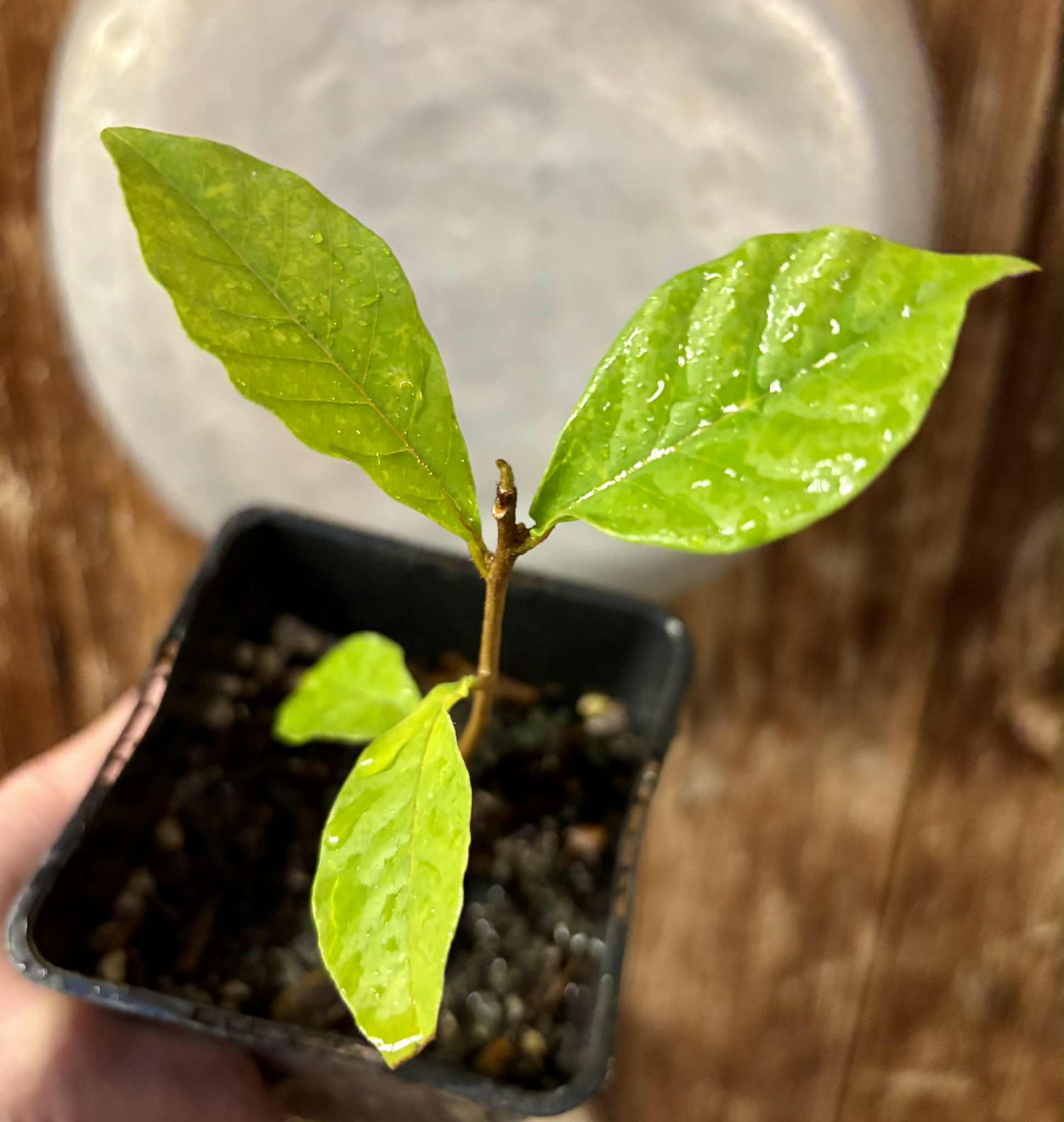 Marmixa (Pradosia lactescens) - 1 potted plant / 1 getopfte Pflanze