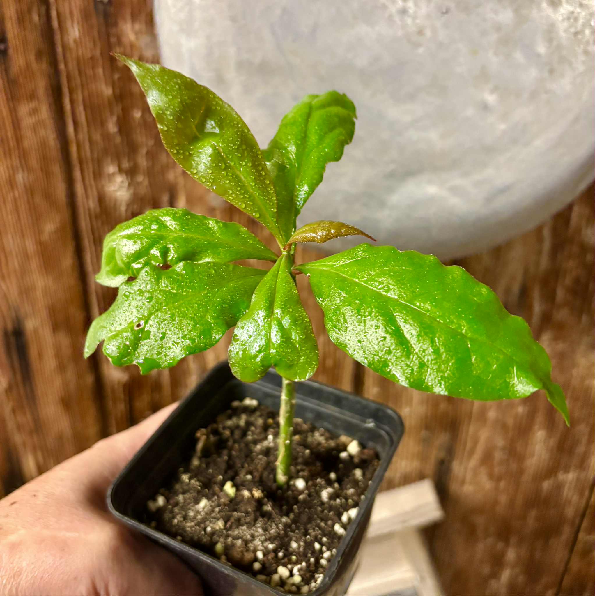 Rooted cutting - Pereskia bleo - Leuenbergeria bleo - 1 potted plant / 1 getopfte Pflanze