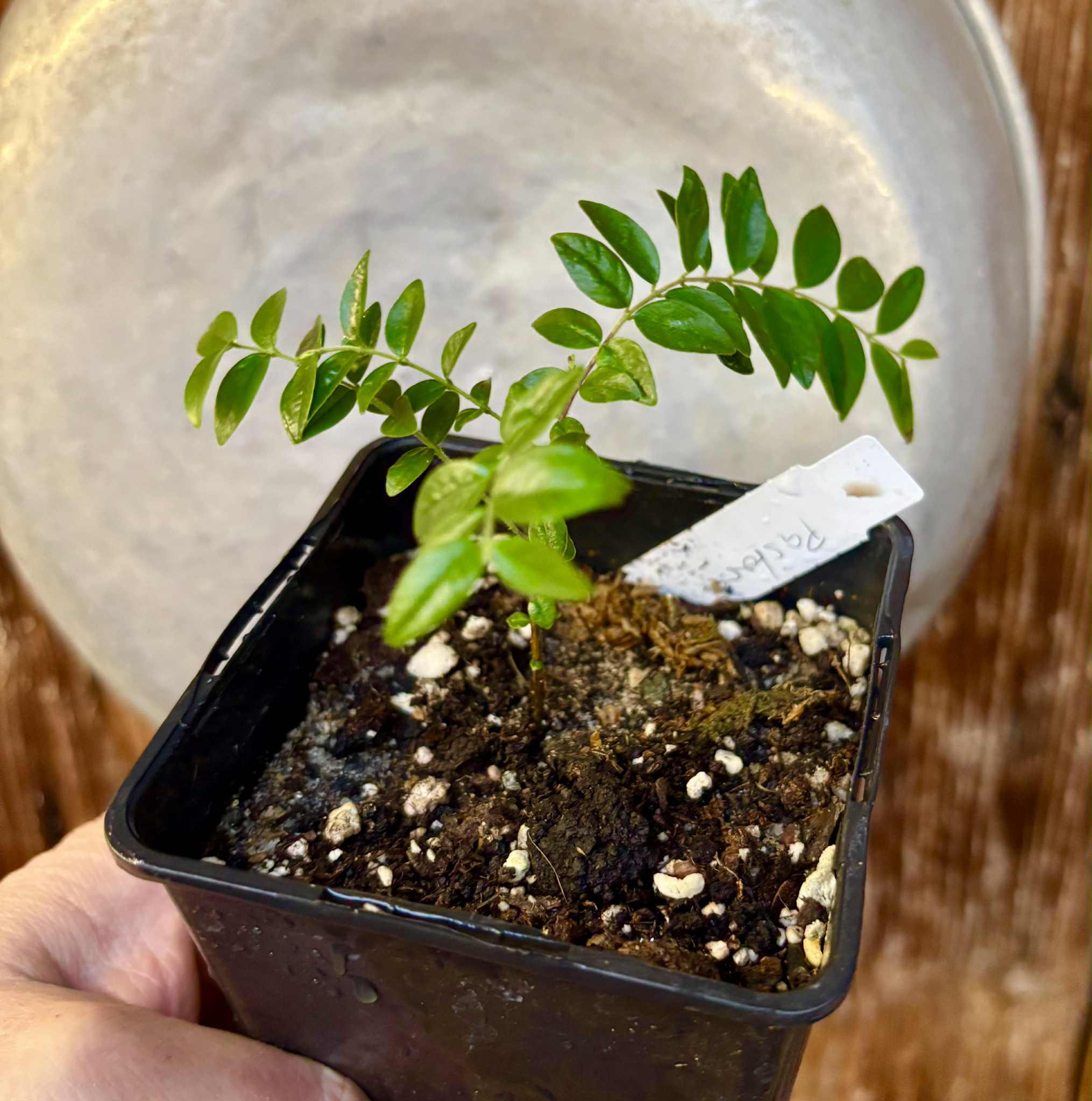 Myrciaria sp Pastora - 1 potted seedling / 1 getopfter Sämling