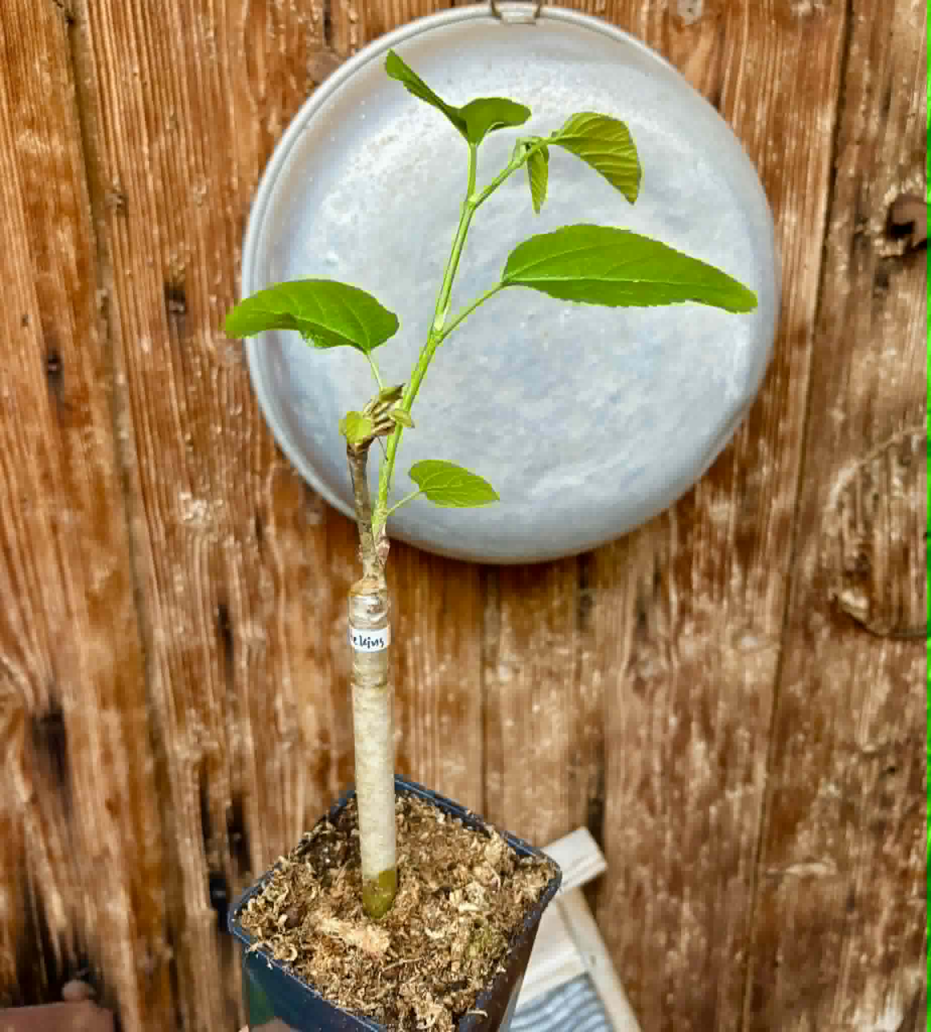White King (Morus macroura var. laevigata) - 1 grafted, potted plant / 1 veredelte, getopfte Pflanze