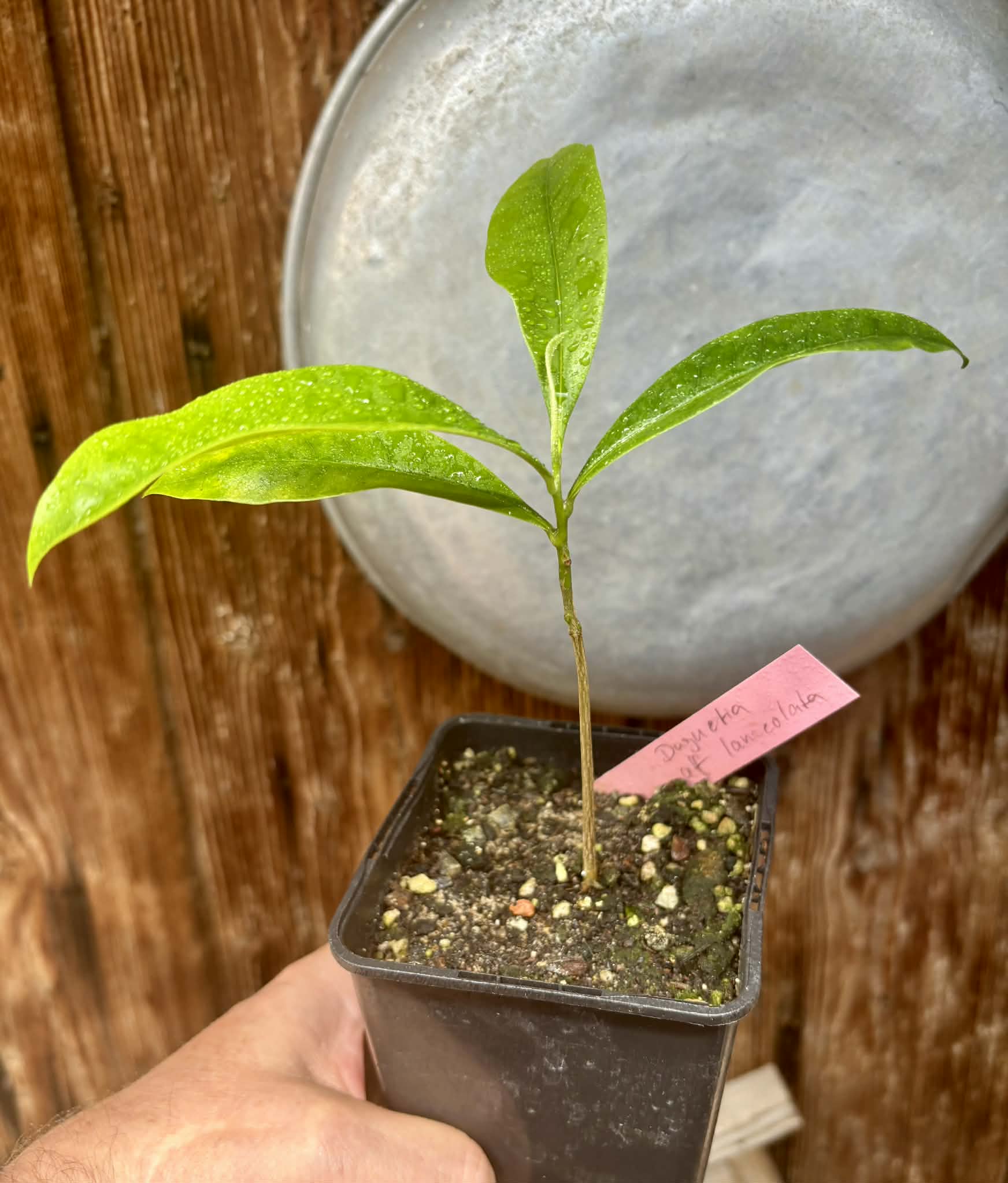 Duguetia aff. lanceolata - Pindauva Roxa -   1 potted plant / 1 getopfte Pflanze