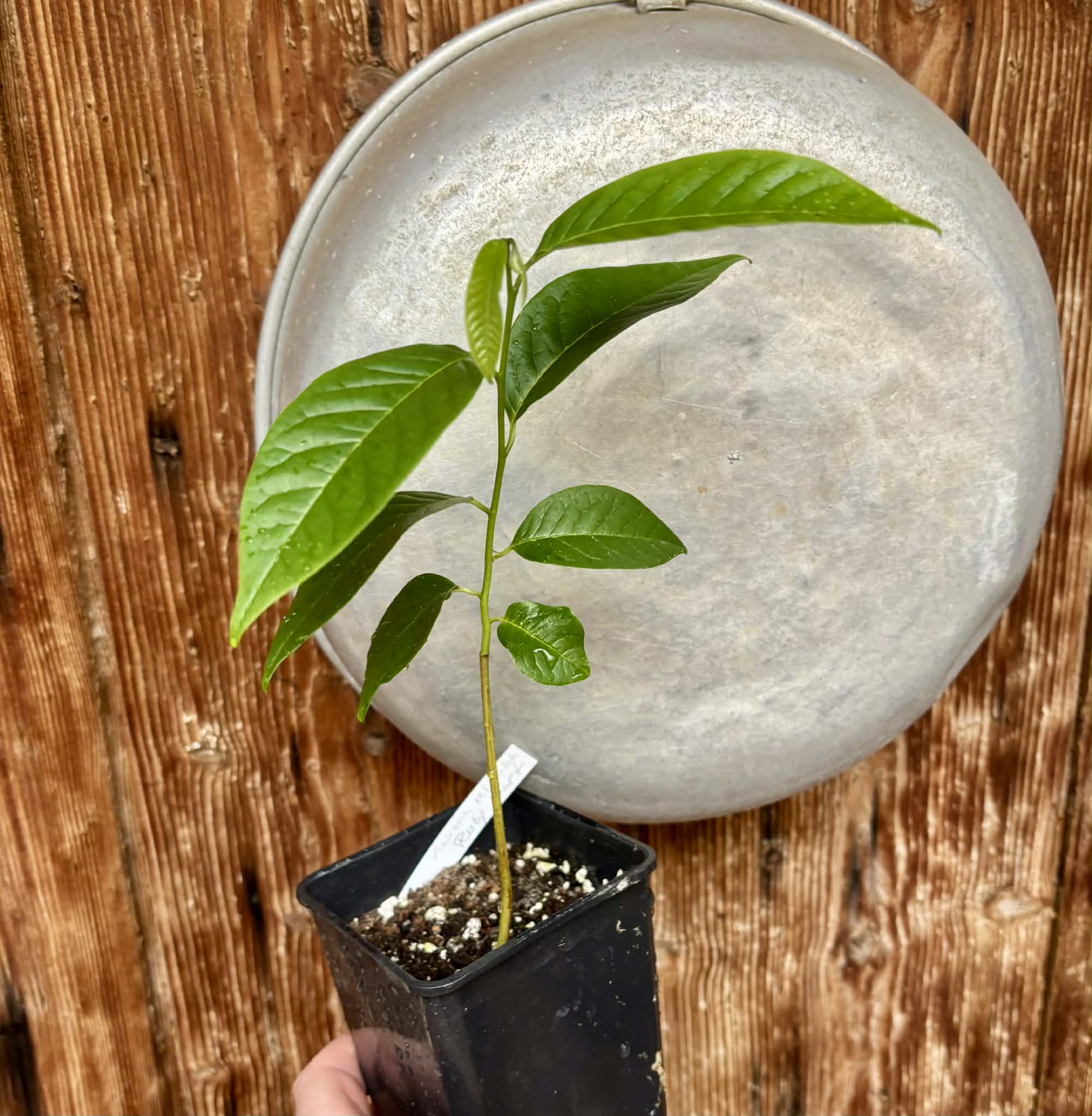 Annona reticulata var Ruby Heart- 1 potted seedling / 1 getopfter Sämling