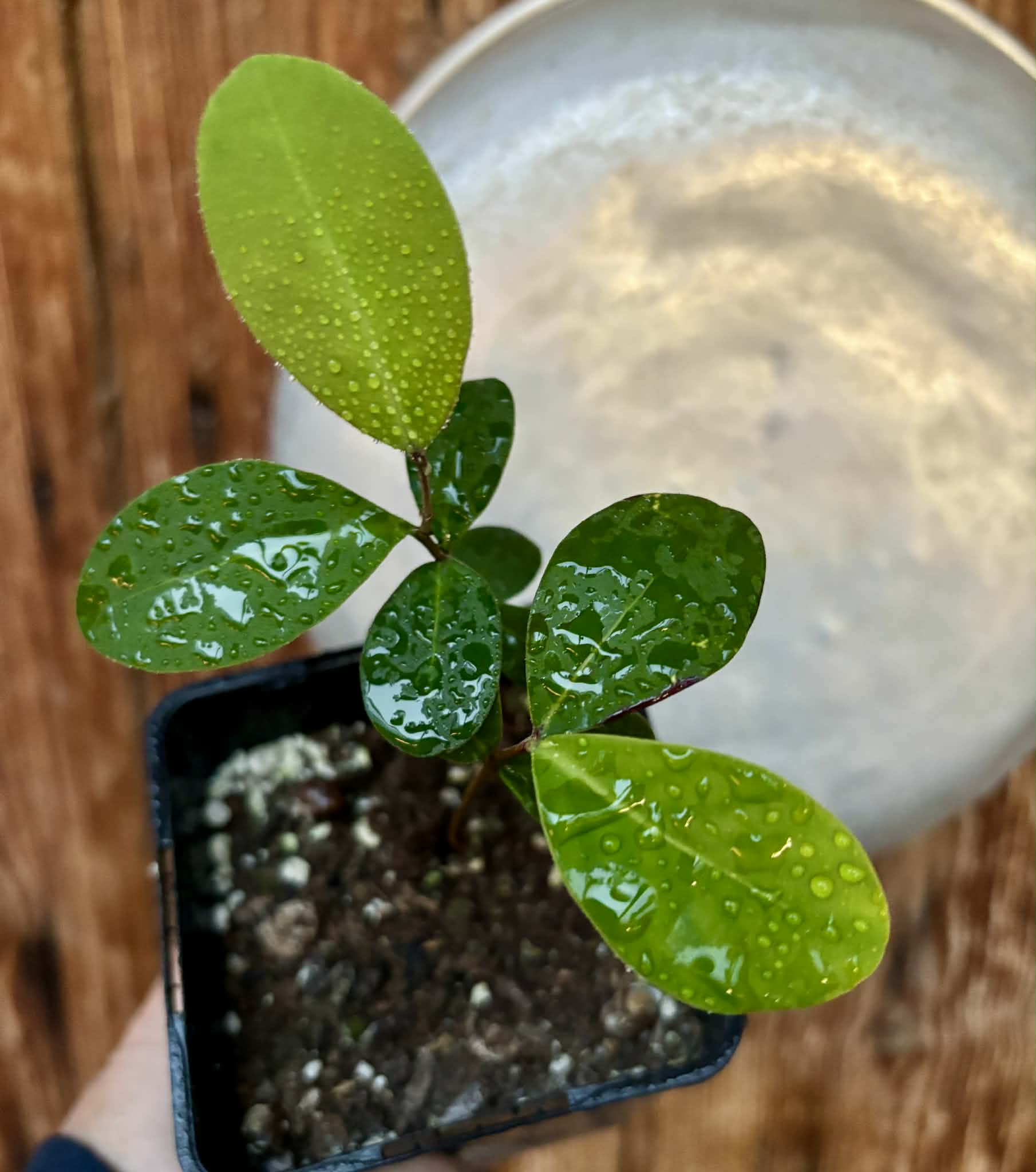 2 in 1 pot - Eugenia umbelliflora -  2 seedlings in one pot / 2 Sämlinge in einem Topf 