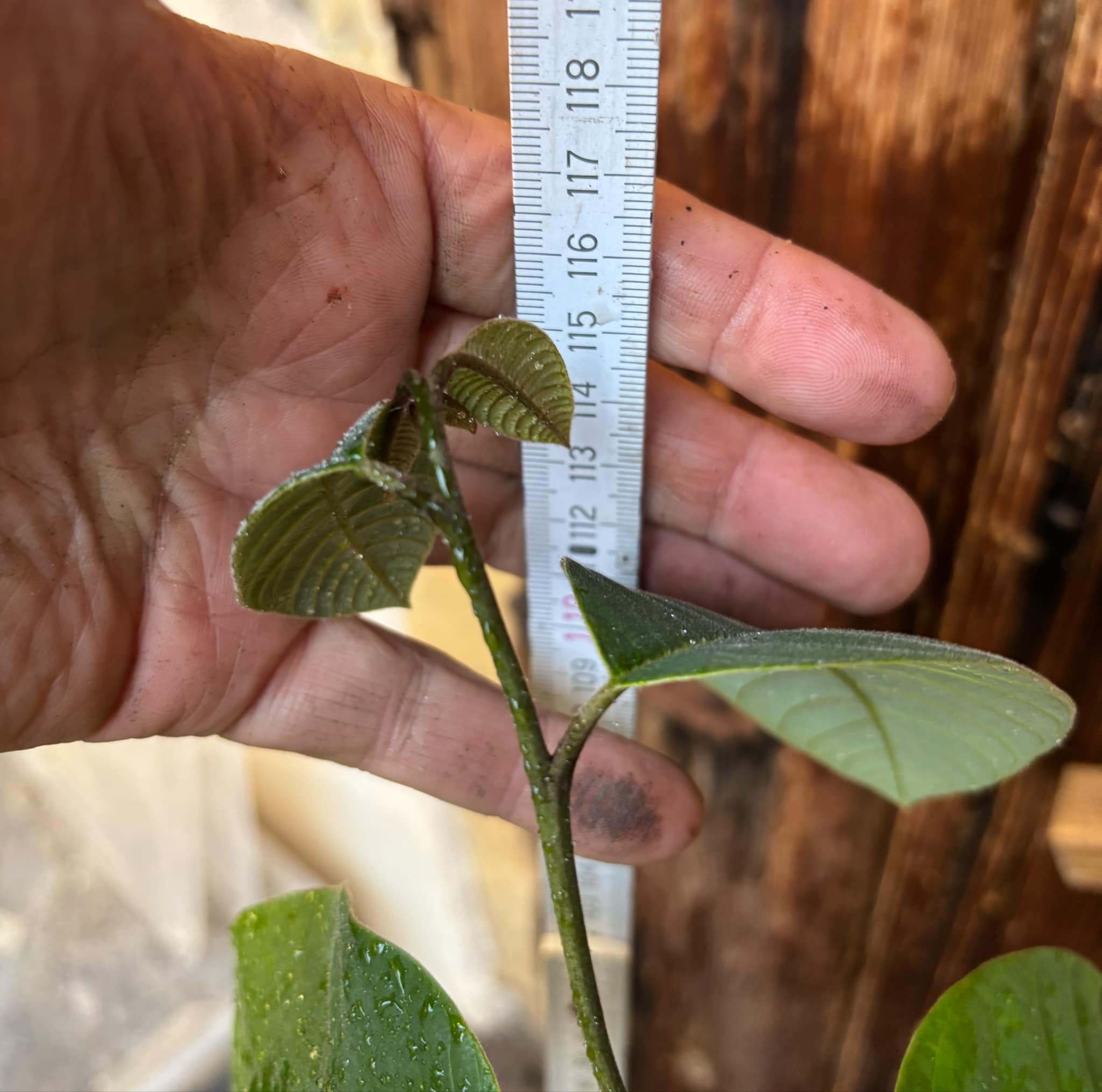 Cherimoya var. Fino de Jete (Annona cherimola) Nr. 2 - 1 potted plant / 1 getopfte Pflanze