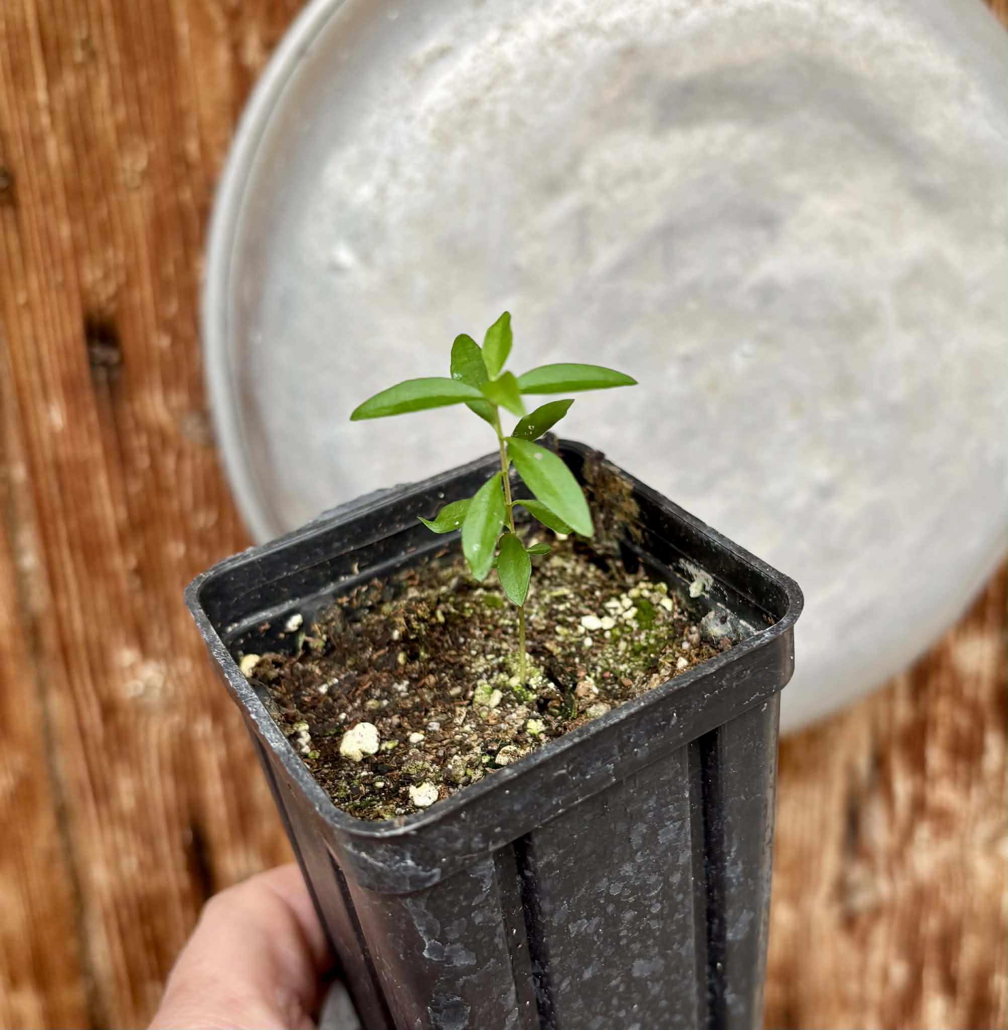 Guayabita (Psidium oligospermum) - 1 potted seedling / 1 getopfter Sämling