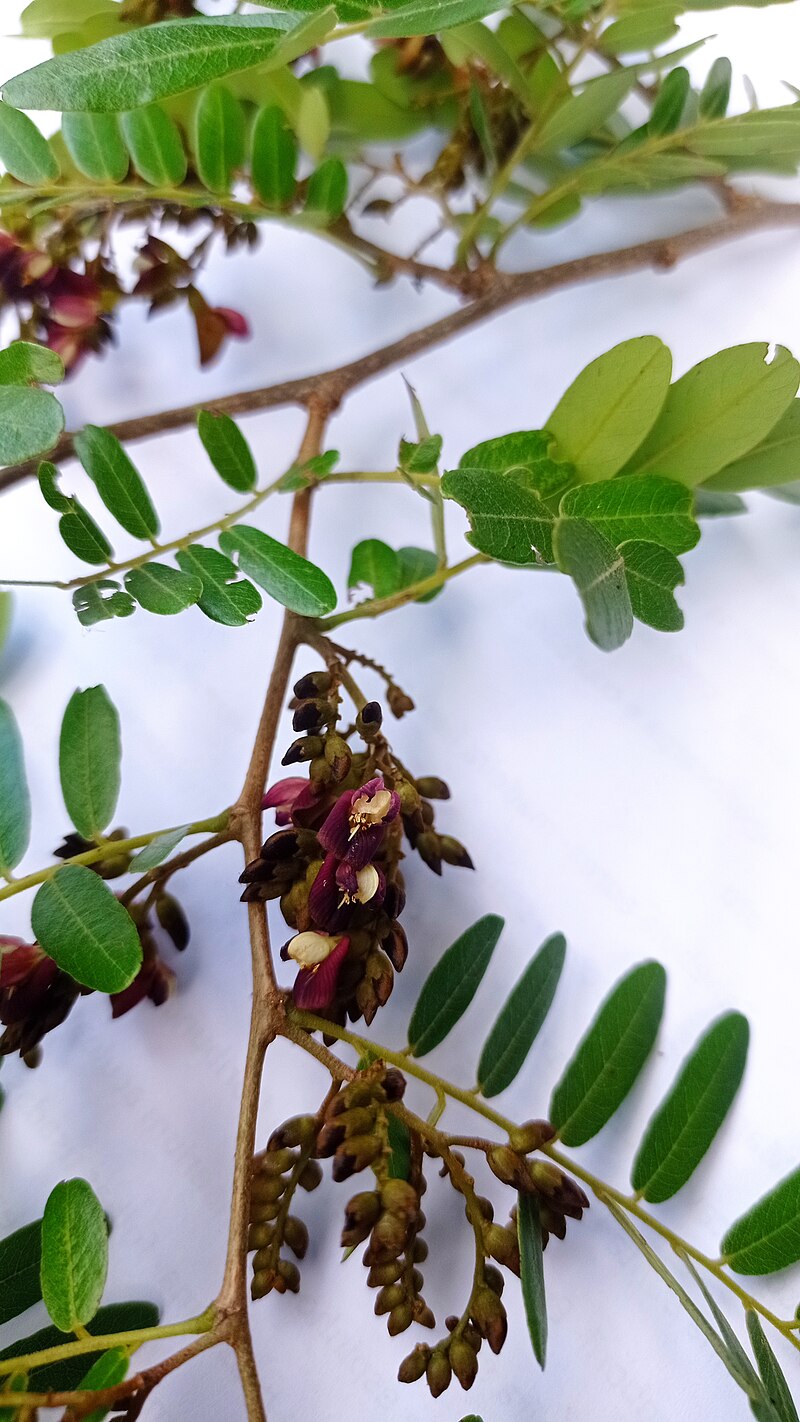 Pau ferro - Rosewood - Machaerium scleroxylon -  1 fresh seed / 1 frischer Samen
