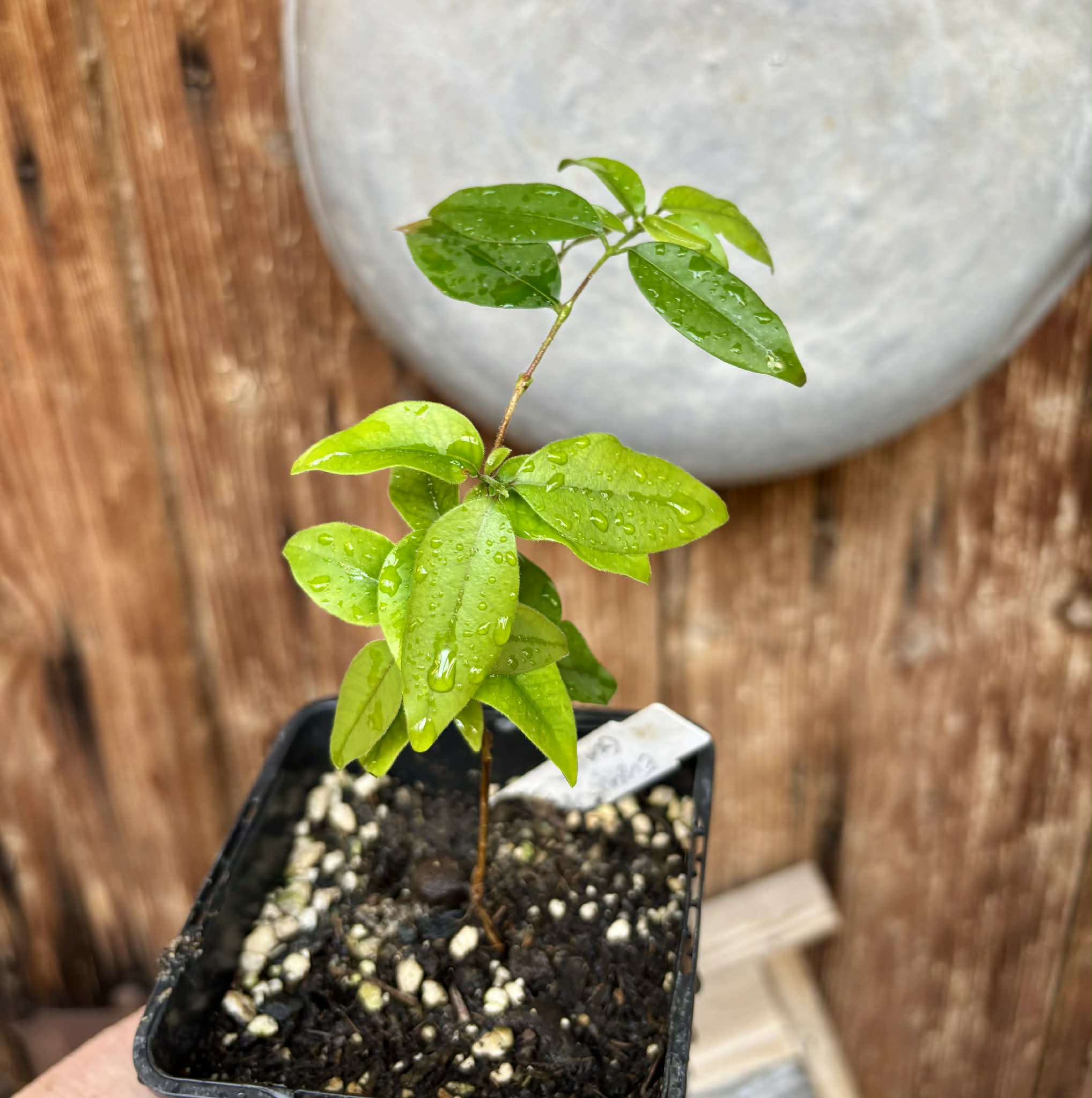 Eugenia sp Guajuba suave -  1 potted seedling / 1 getopfter Sämling