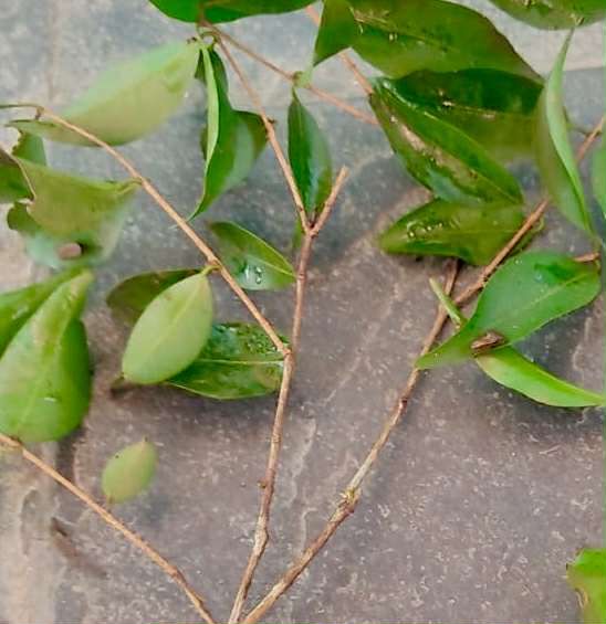 Myrciaria cuspidata var. Bahia - 1 fresh seed / 1 frischer Samen