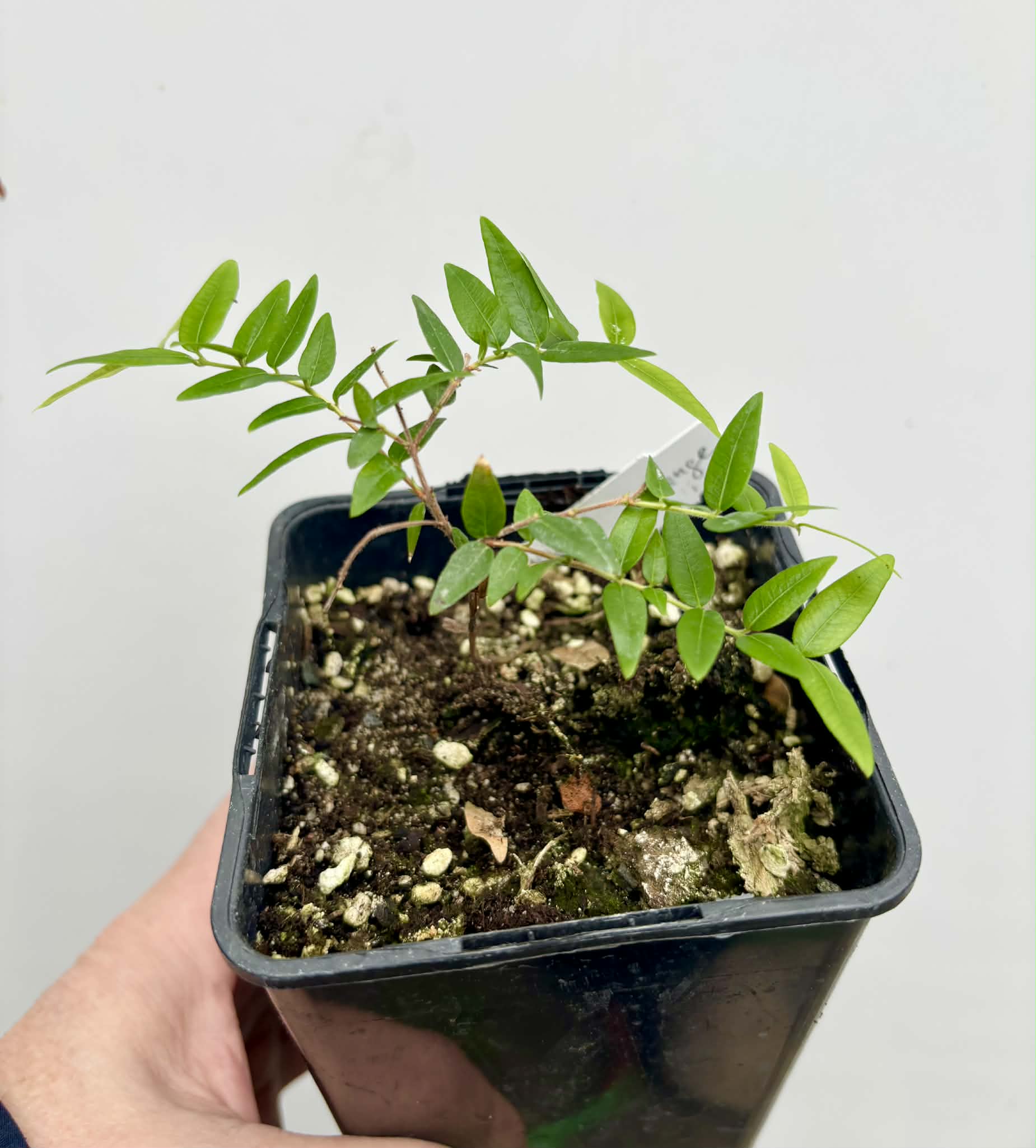 Myrciaria cuspidata ORANGE - 1 potted seedling / 1 getopfter Sämling