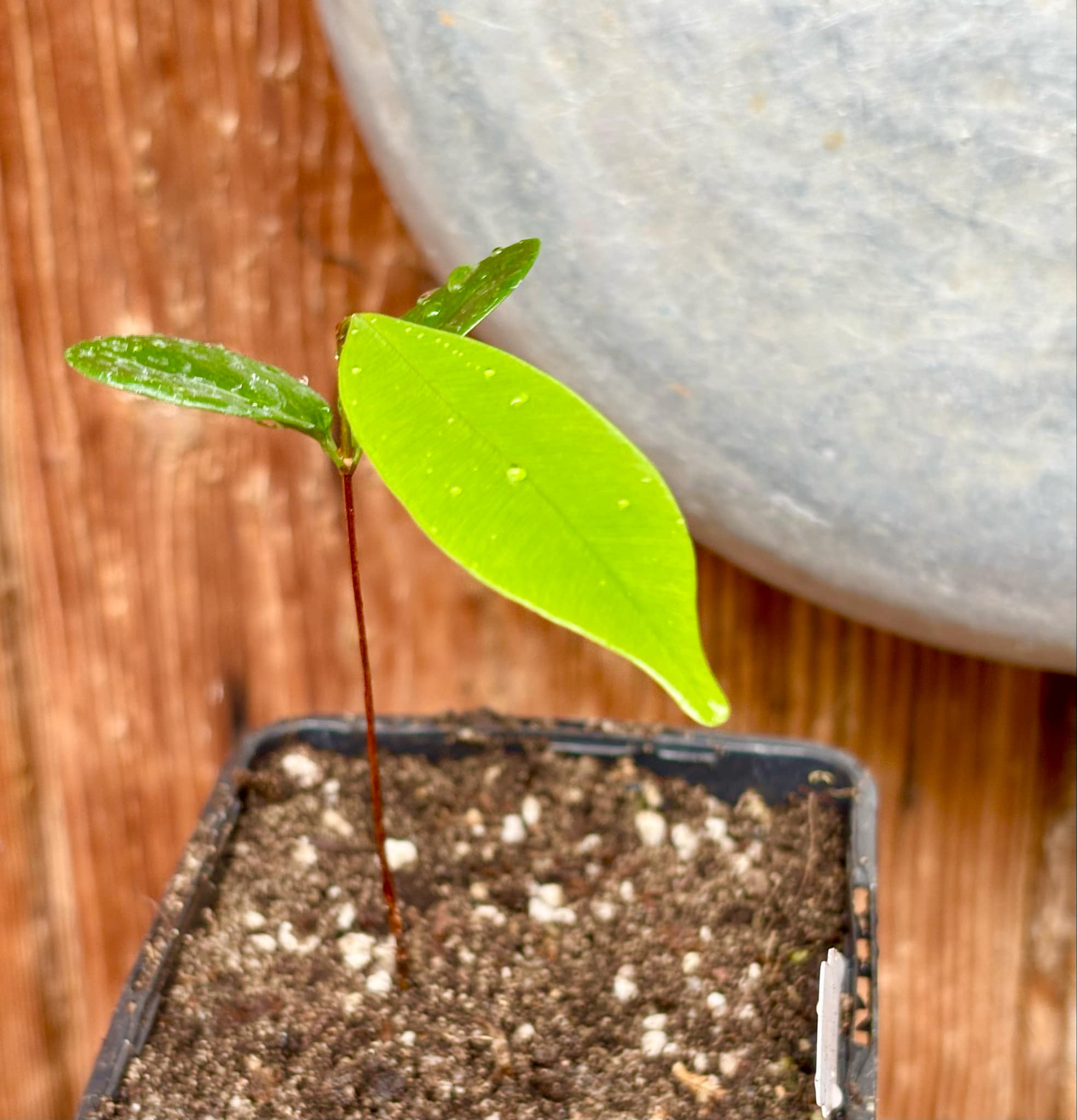 Micropholis sp Negro de Cabo  -  1 potted seedling / 1 getopfter Sämling