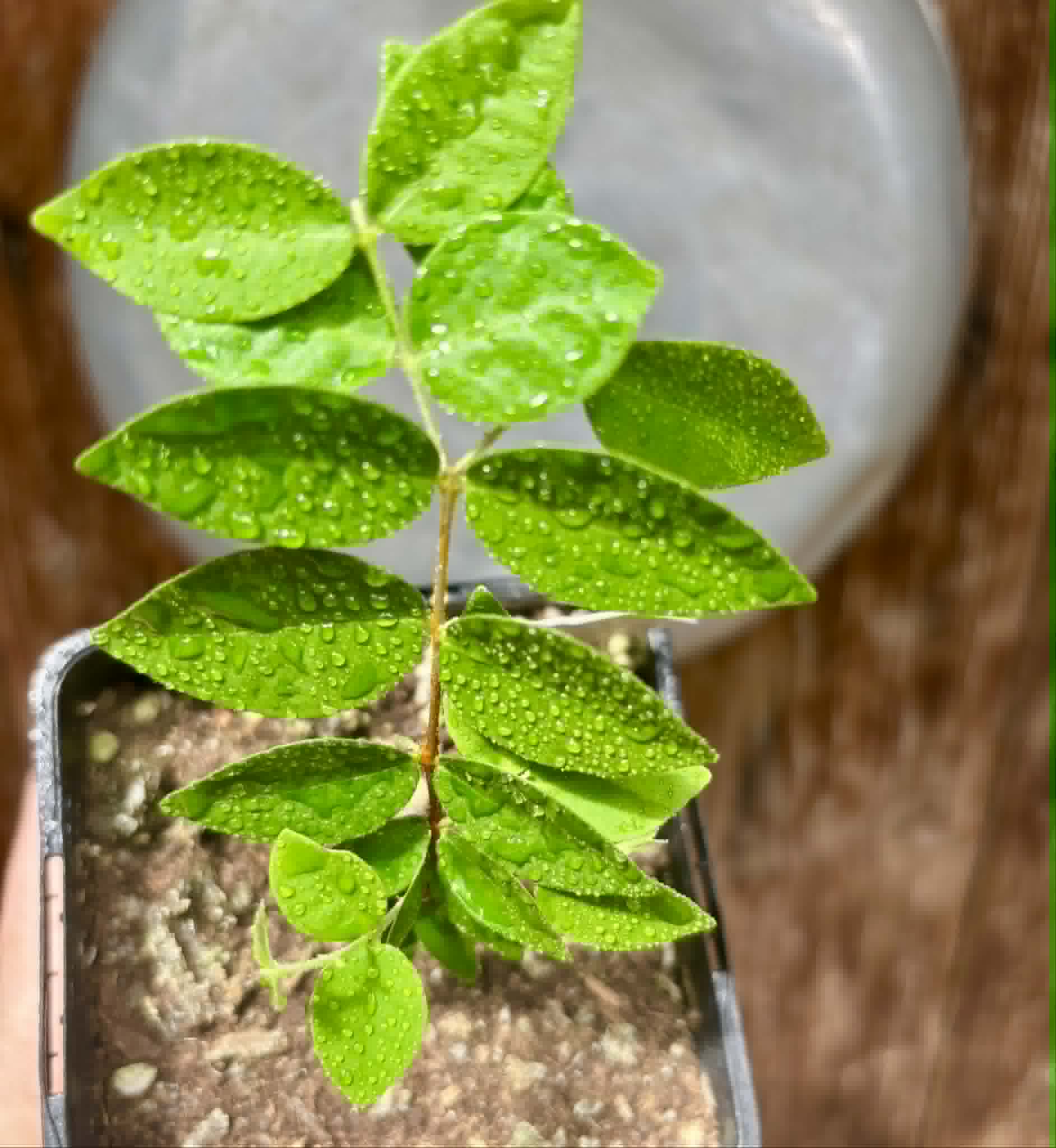 Eugenia hirta - 1 potted seedling/ 1 getopfter Sämling