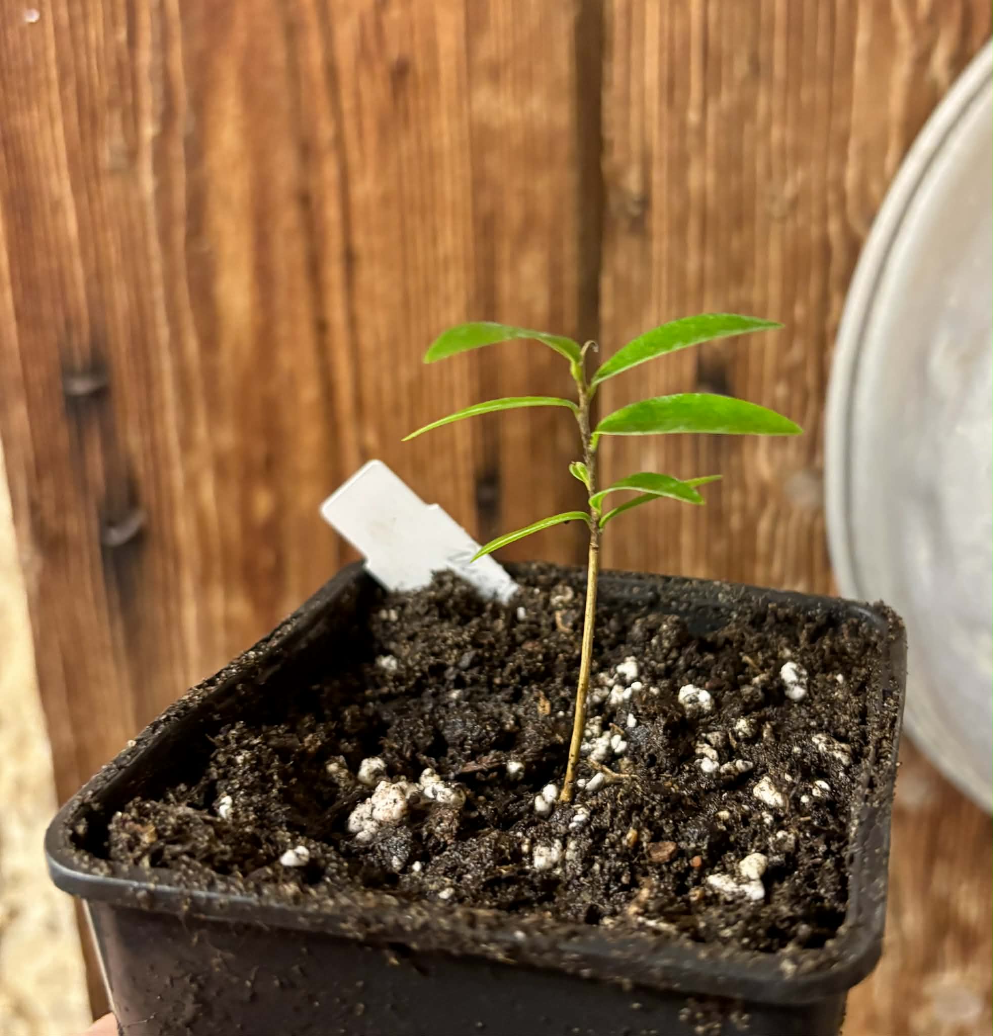 Duguetia sp Ceara - 1 small potted seedling / 1 kleiner, getopfter Sämling