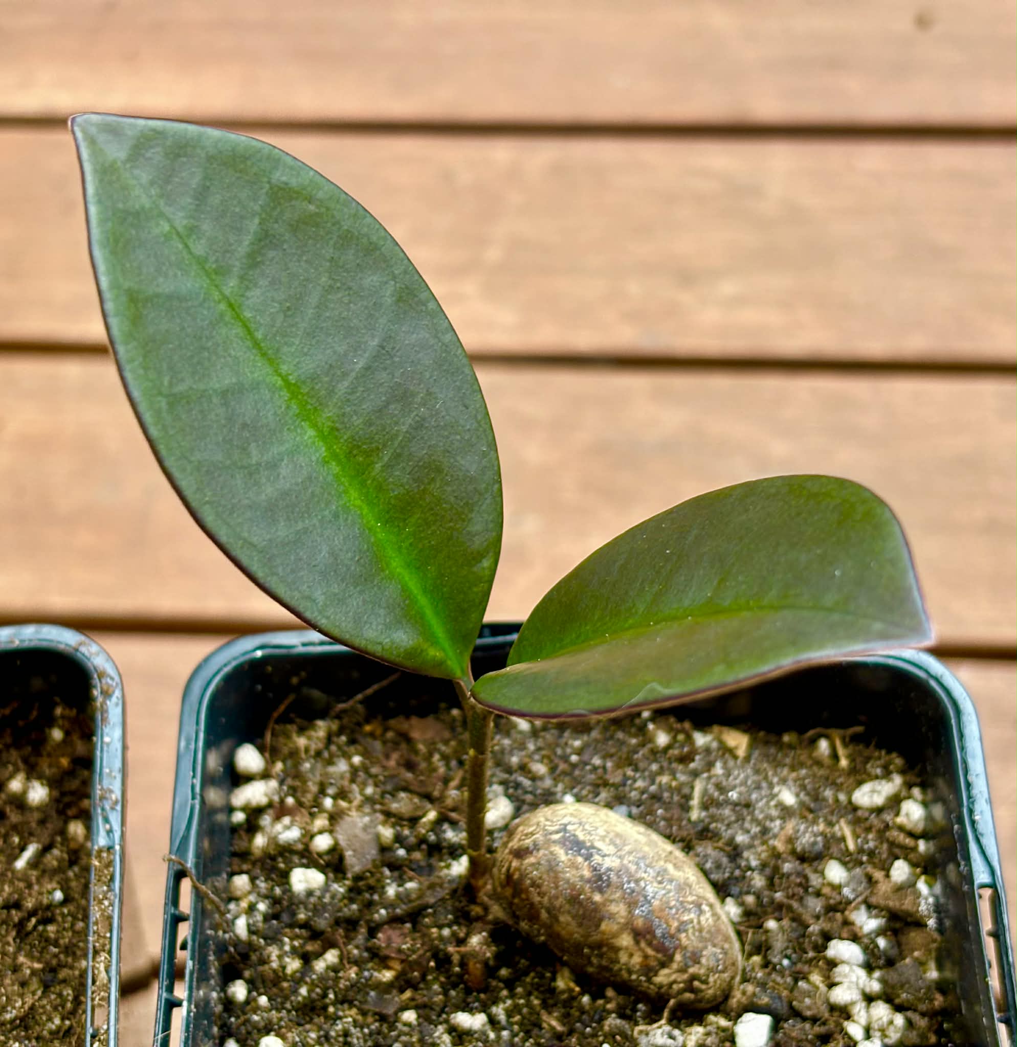 Collection of 5 new Eugenia -  5 different potted Eugenia / 5 verschiedene, getopfte Eugenia