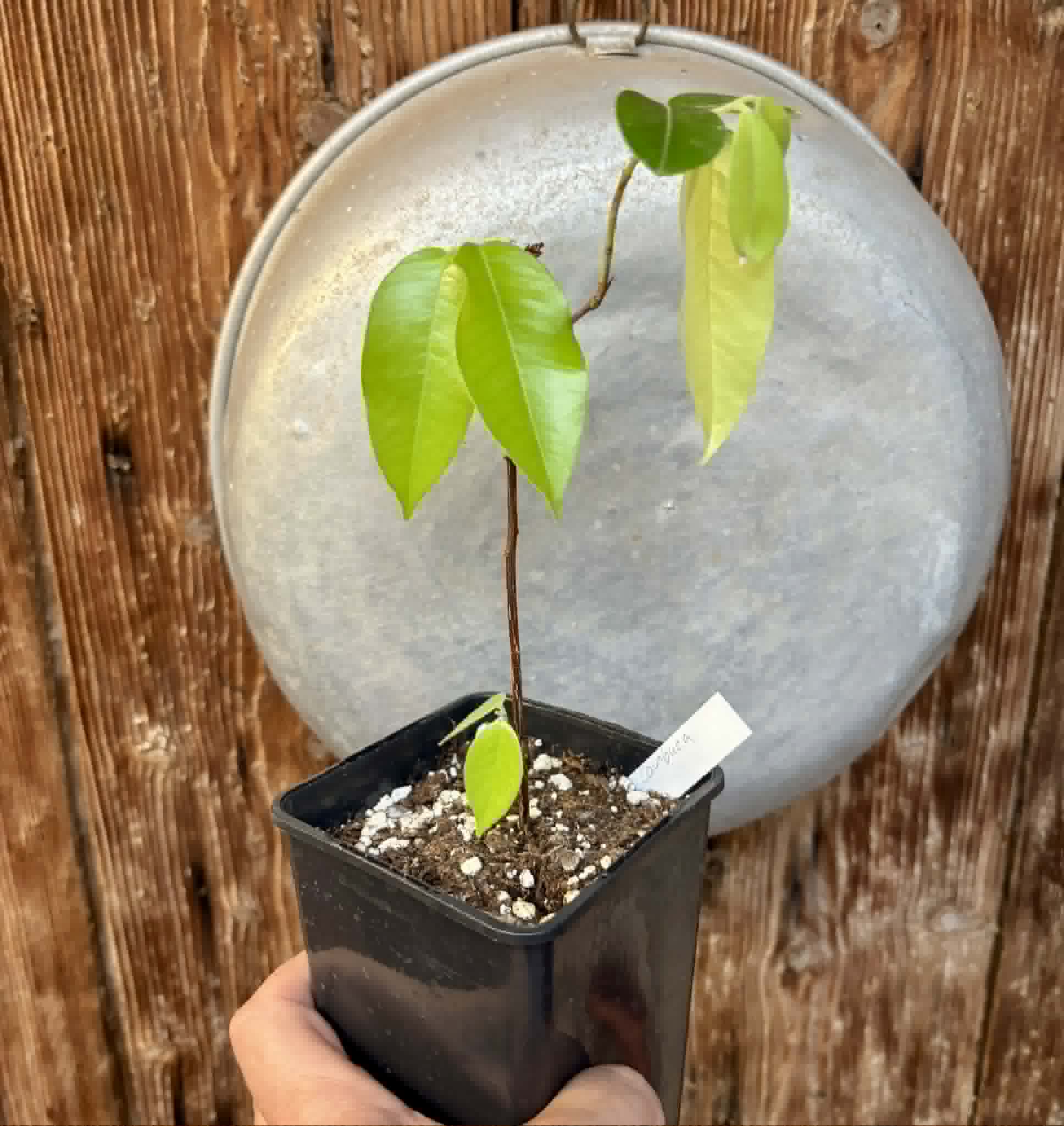 Cambuca (Plinia edulis) - 1 potted seedling / 1 getopfter Sämling