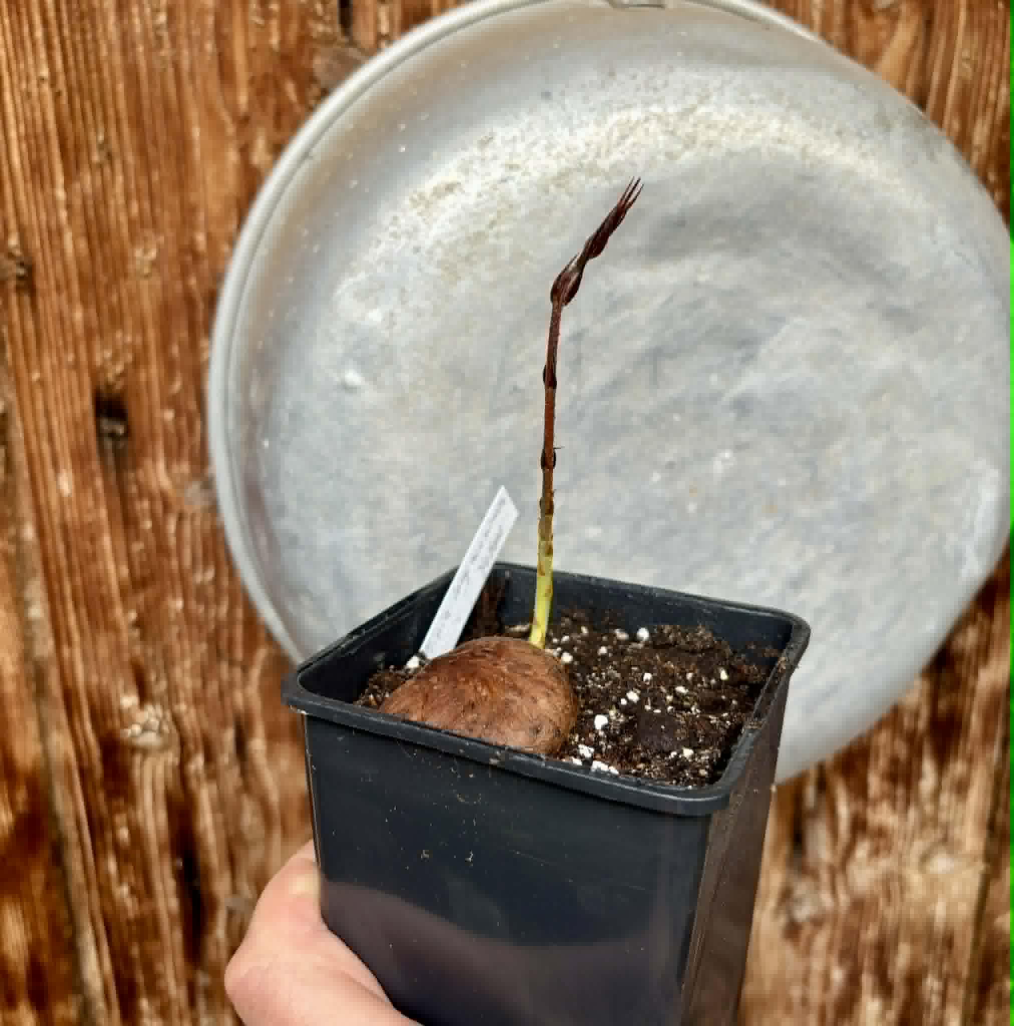 Plinia longiacuminata YELLOW -  1 potted seedling / 1 getopfter Sämling