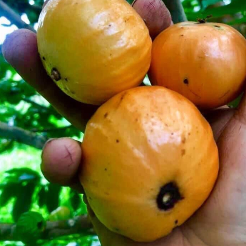 Plinia edulis - 1 fresh seed / 1 frischer Samen