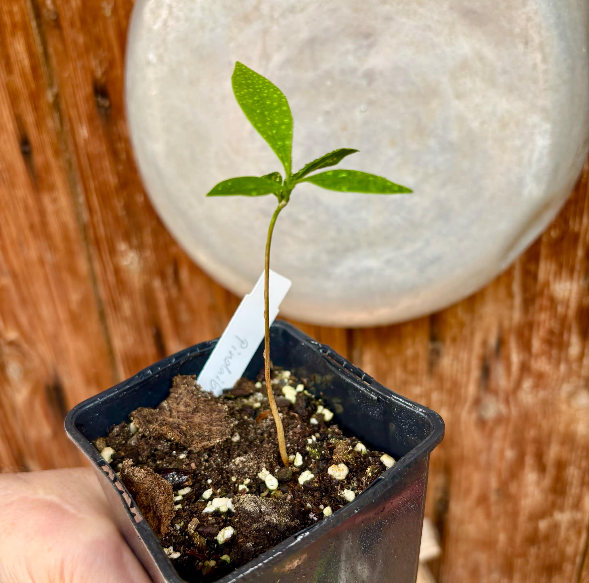 Duguetia lanceolata - Pindaiba - 1 small potted seedling / 1 kleiner, getopfter Sämling Duguetia lanceolata - Pindaiba - 1 small potted seedling / 1 kleiner, getopfter Sämling