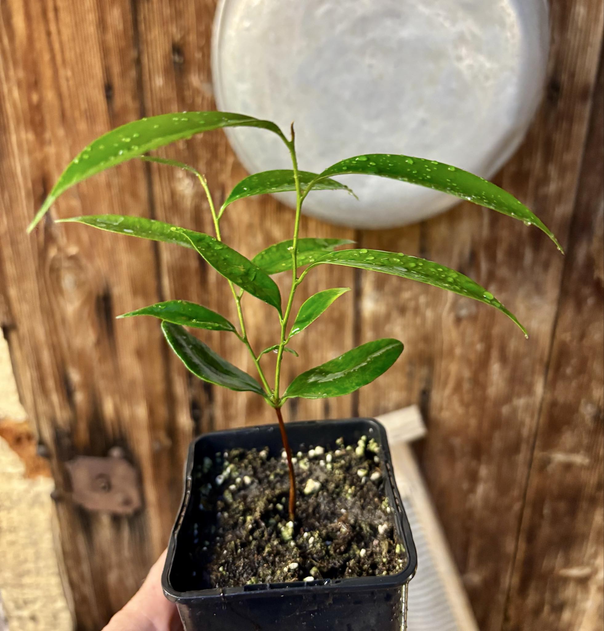 Diploon cuspidatum  -  1 potted seedling / 1 getopfter Sämling