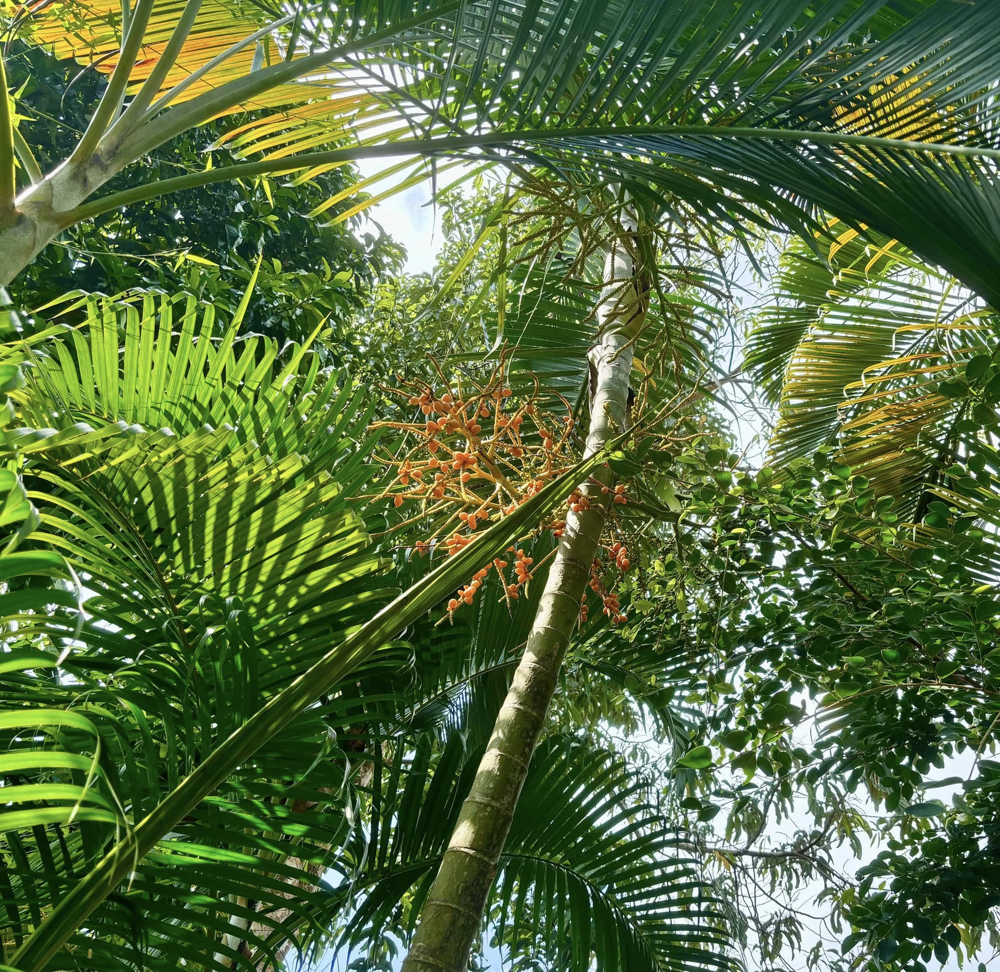 Palm Syagrus romanzoffiana -  1 potted plant / 1 getopfte Pflanze