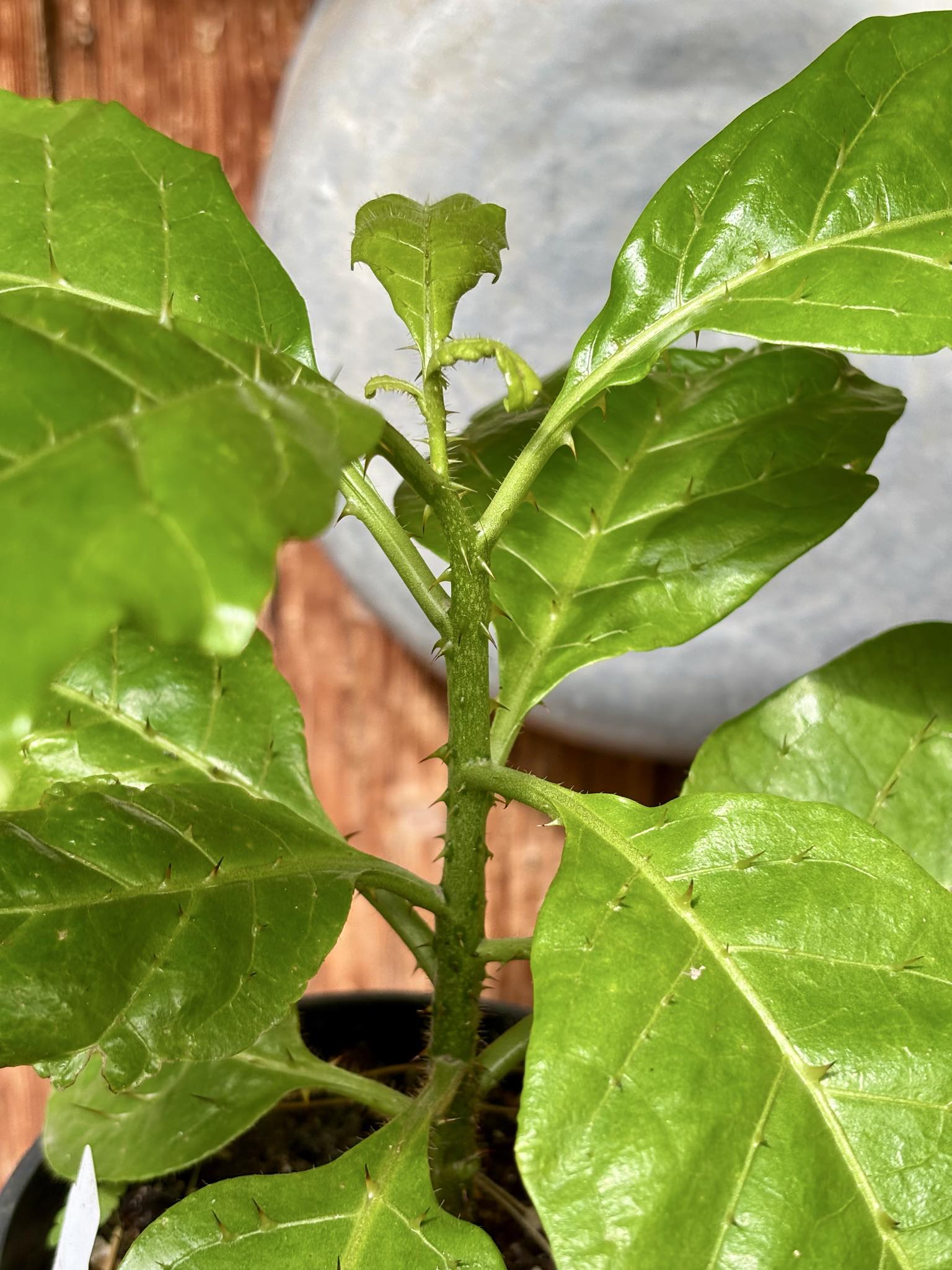 Solanum sp Verde Bahia - 1 potted plant / 1 getopfte Pflanze