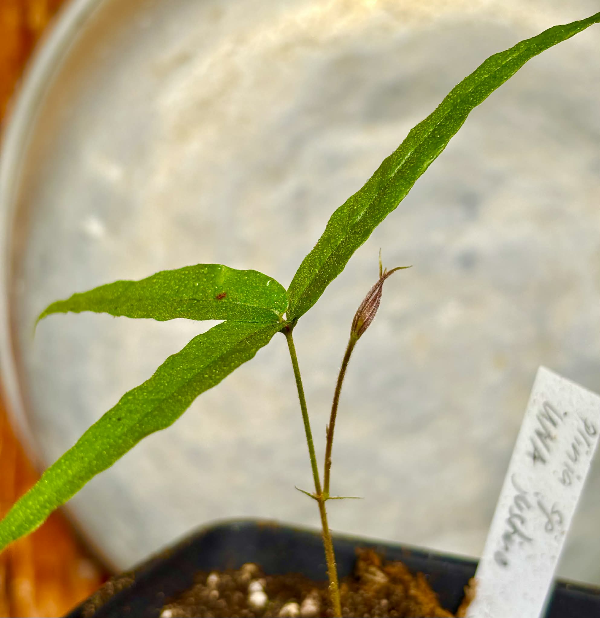 Plinia sp UNA justino -  1 potted seedling / 1 getopfter Sämling