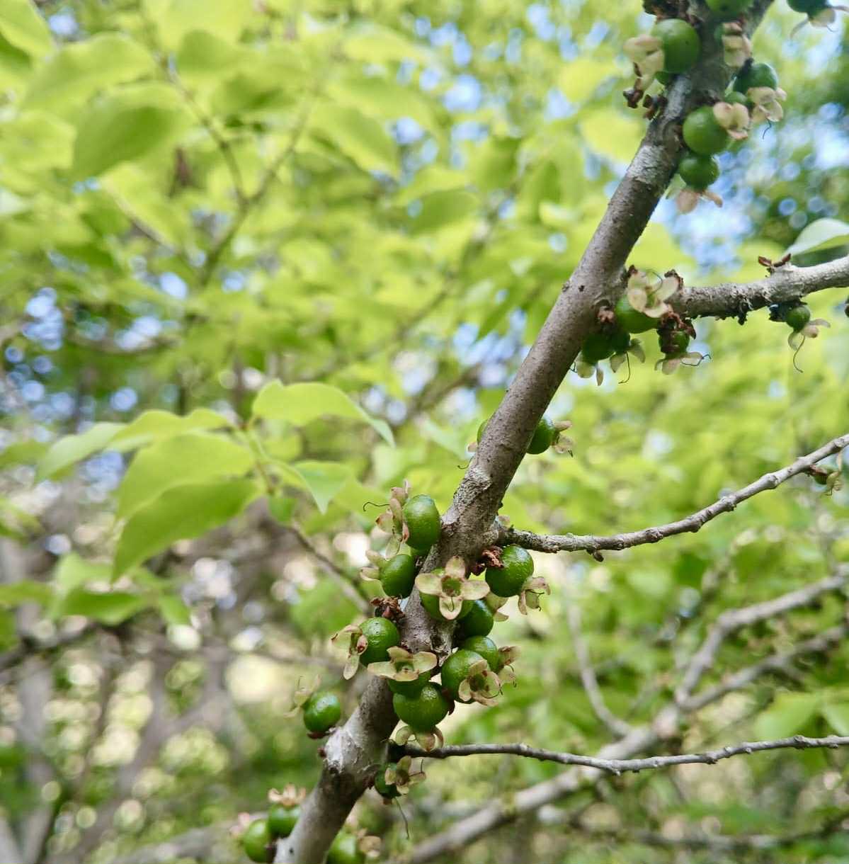 Jaboticaba de RAMA (Plinia sp) -  1 fresh seed / 1 frischer Samen