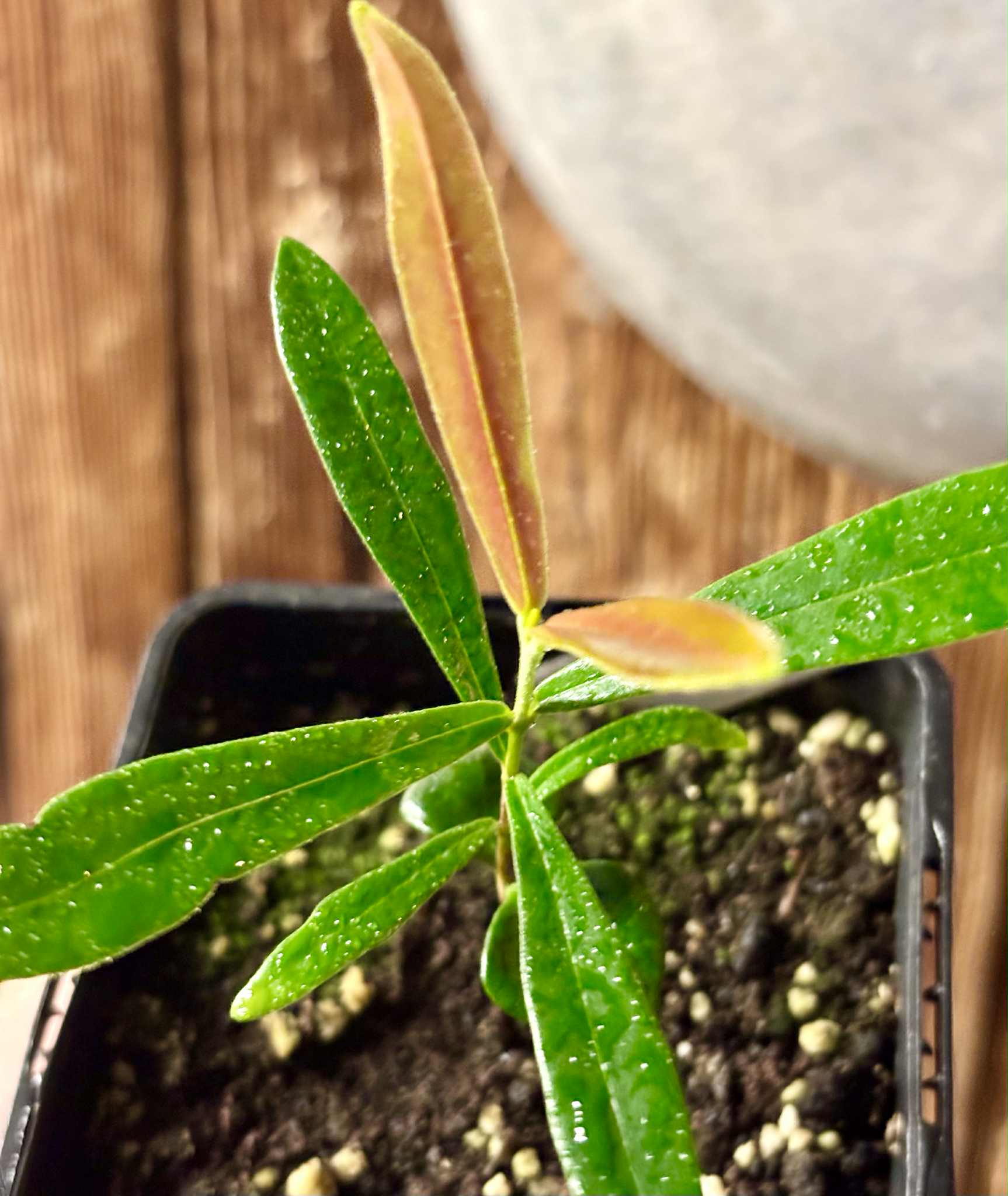Myrcia luschnathiana -  1 potted seedling / 1 getopfter Sämling