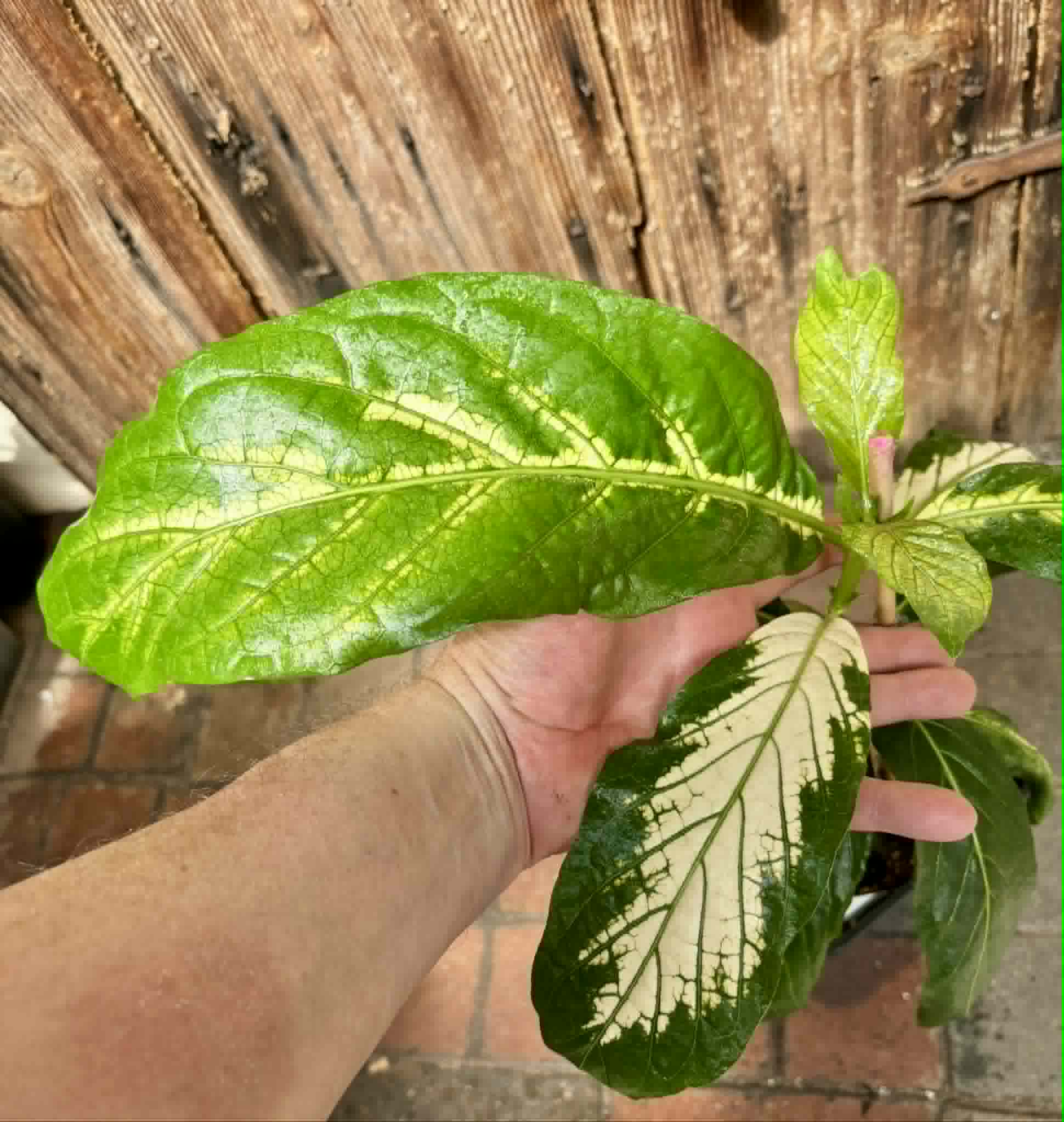 Noni Variegated (Morinda citrifolia) - 1 potted plant / 1 getopfte Pflanze